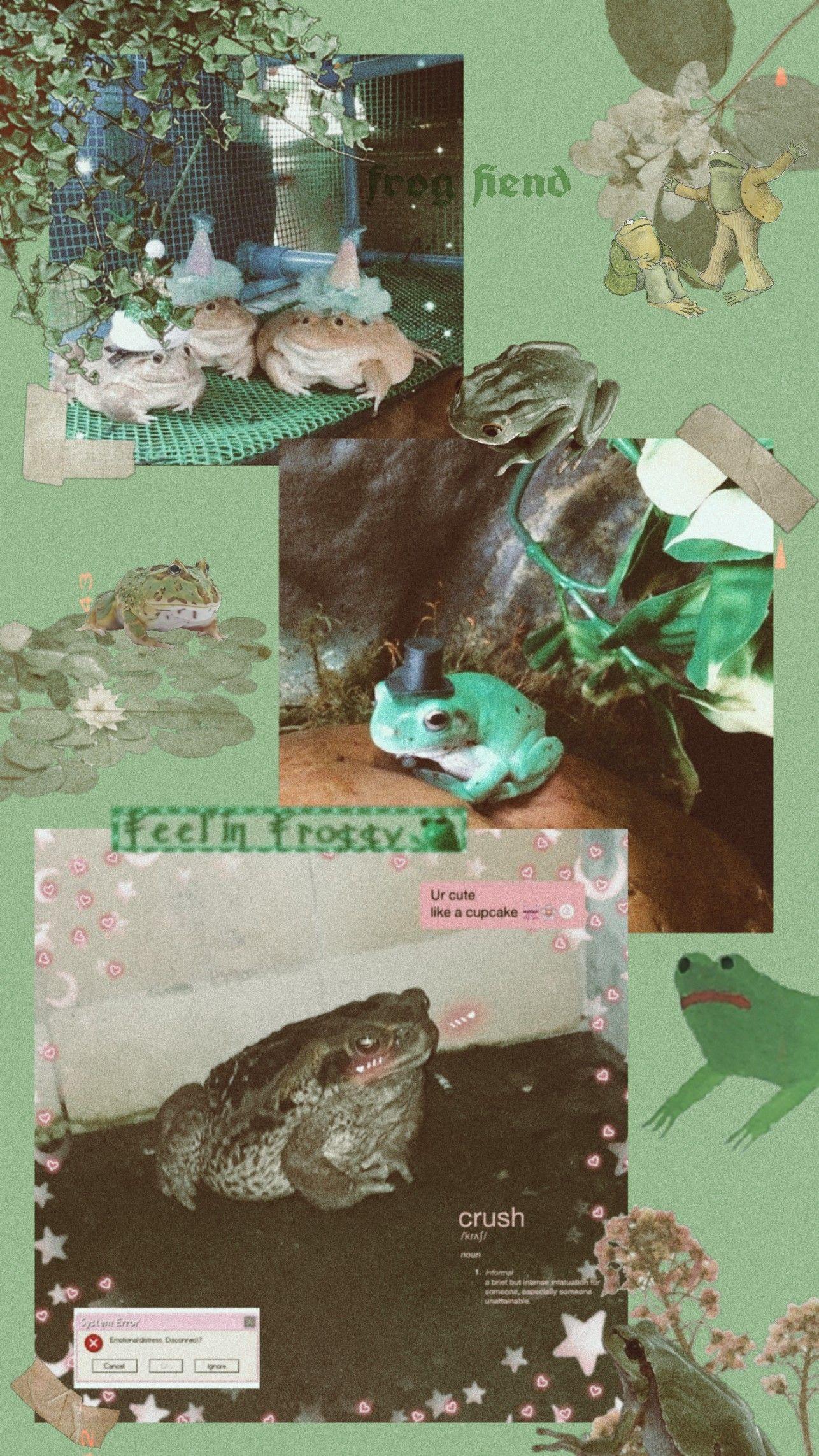 Frog Wallpapers on WallpaperDog