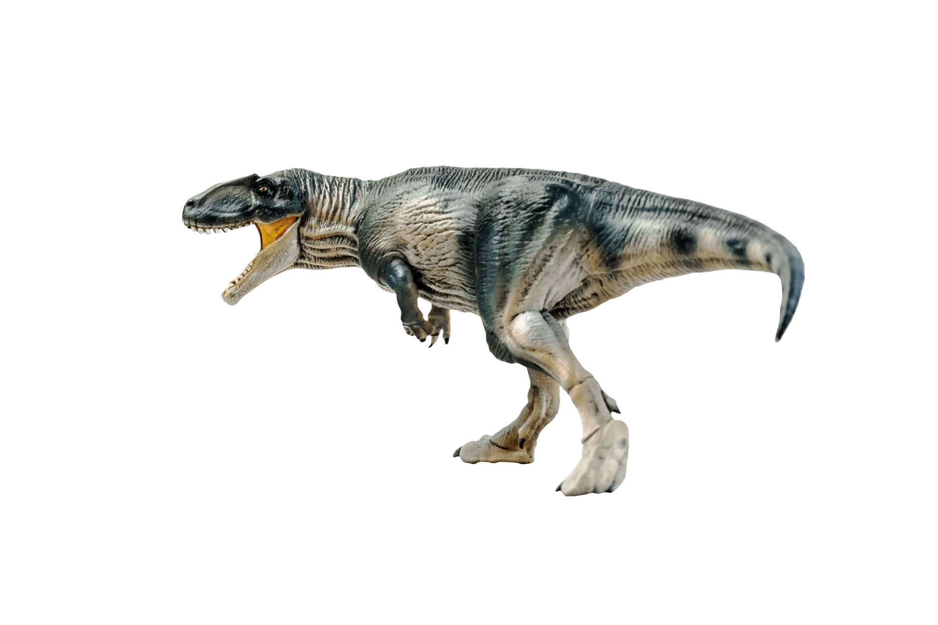 1920x1280 Free dinosaur, Giganotosaurus on isolated background 13811430 PNG with Transparent Background