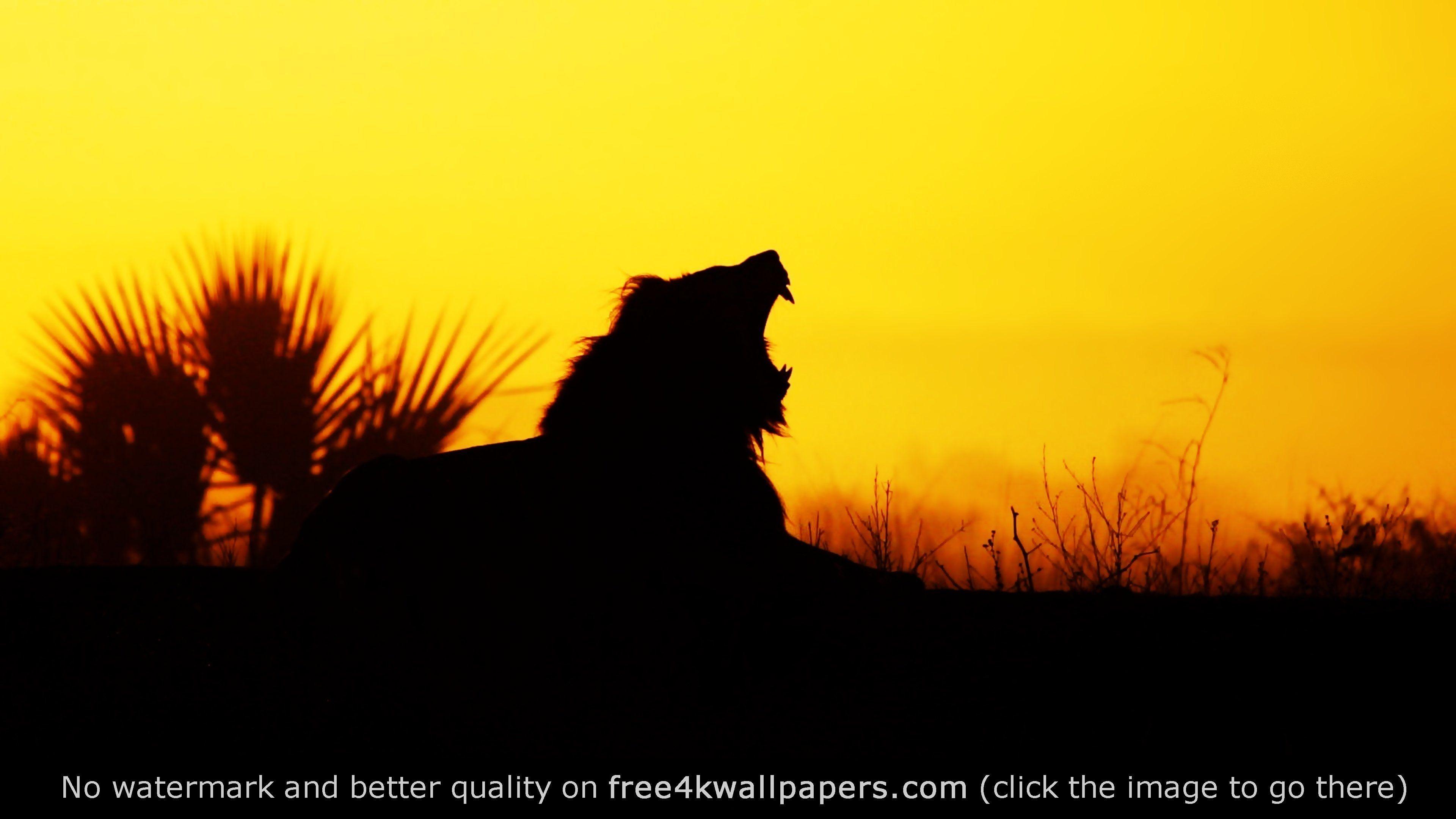 3840x2160 The Most Amazing Yawning Lion Sunrise 4K wallpaper. Lion wallpaper, Lion image, Africa silhouette