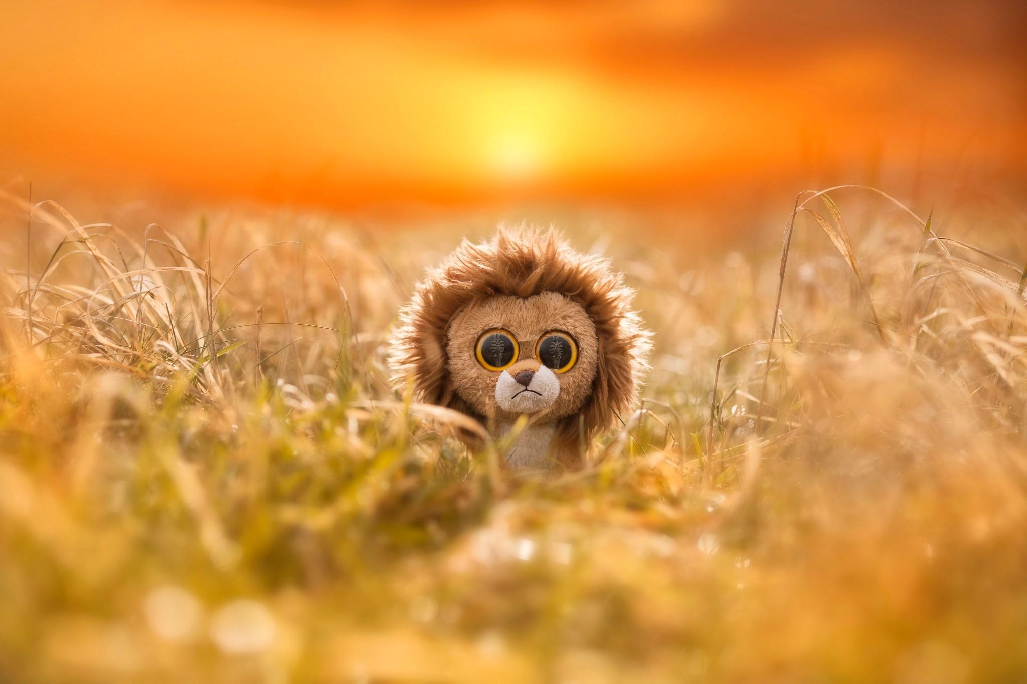 2048x1365 nature animals lion toys eyes sad field sun depth of field zebras Gallery HD Wallpaper