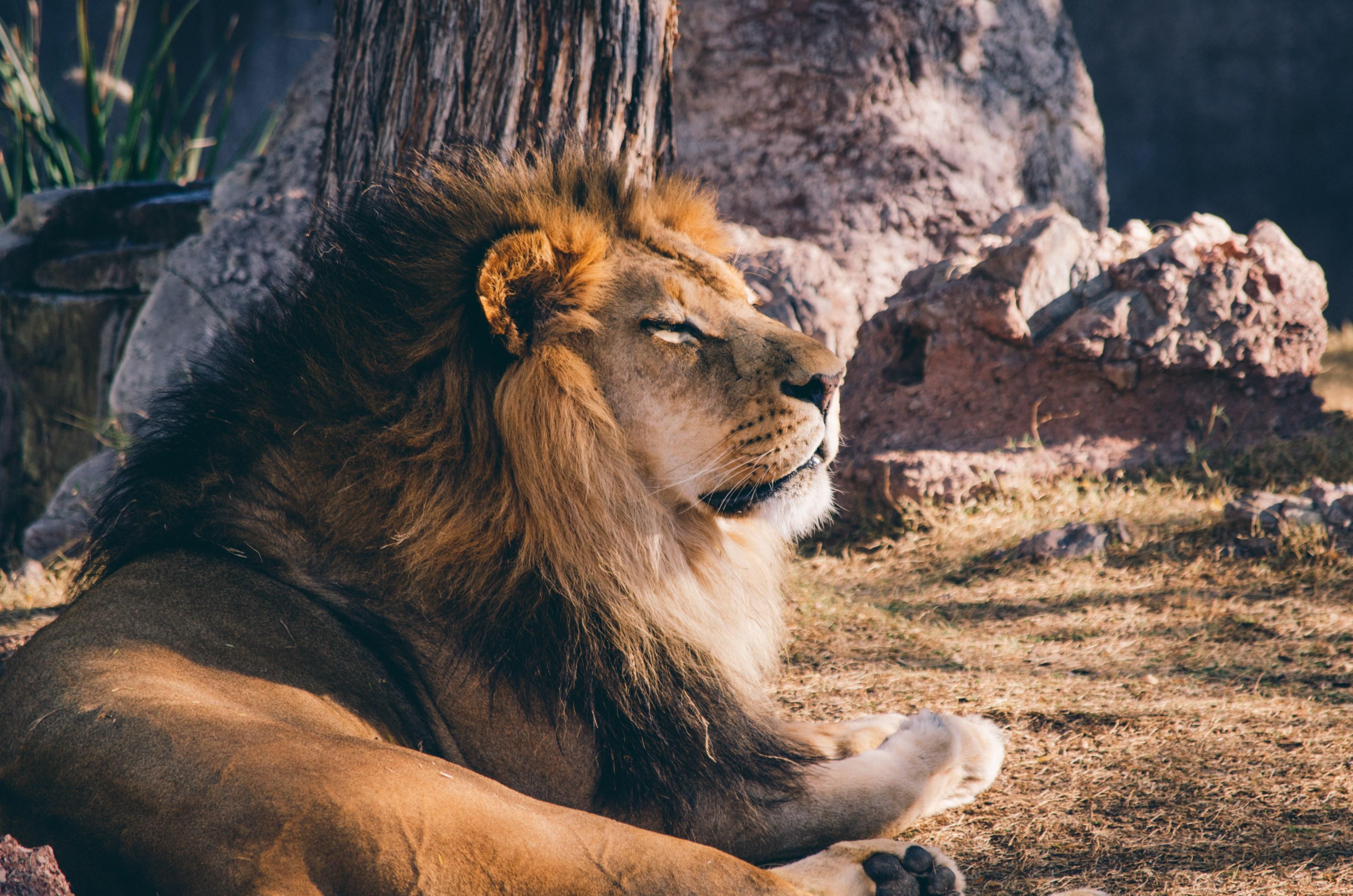3840x2543 Wallpaper / a large male lion basking in the sun in the phoenix zoo, zoo lion 4k wallpaper free download