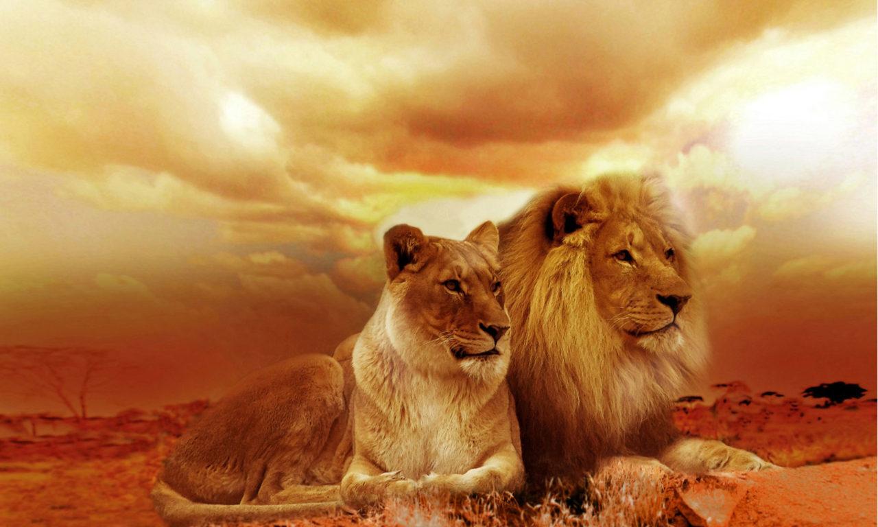 1280x768 African Lions Couple HD Wallpaper For Mobile Phones And Laptops :