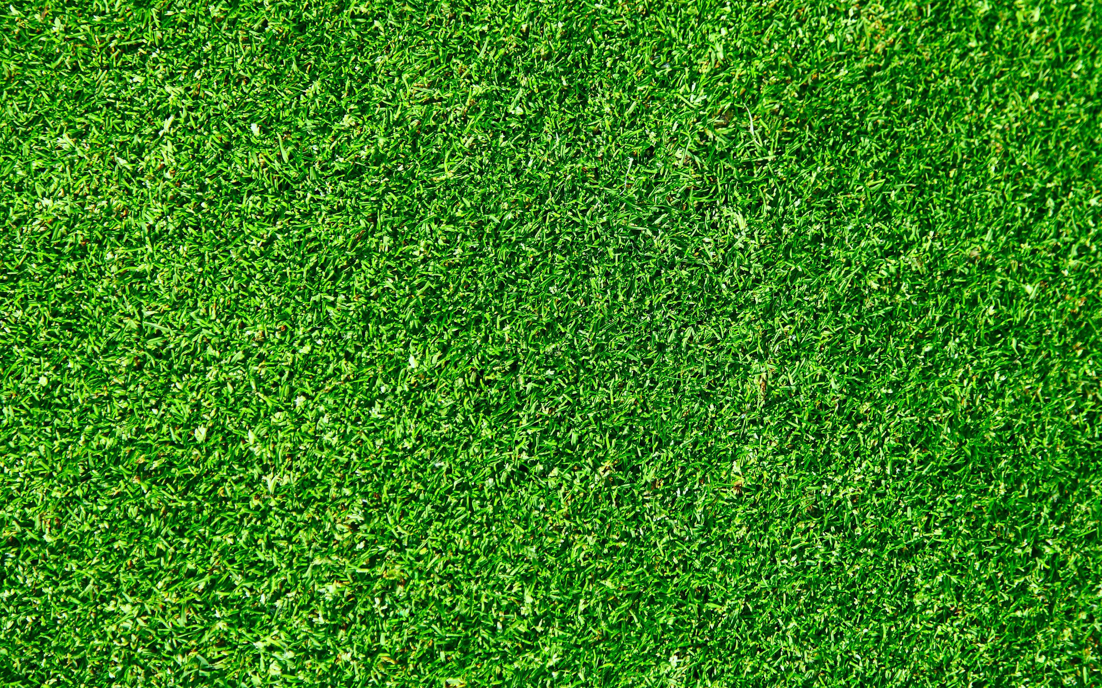 3840x2400 Download Wallpaper Green Grass Texture, 4k, Green Background, Grass Textures, Green Grass, Close Up, Macro, Grass From Top, Grass Background For Desktop With Resolution 1024x1024. High Quality HD Picture Wallpaper