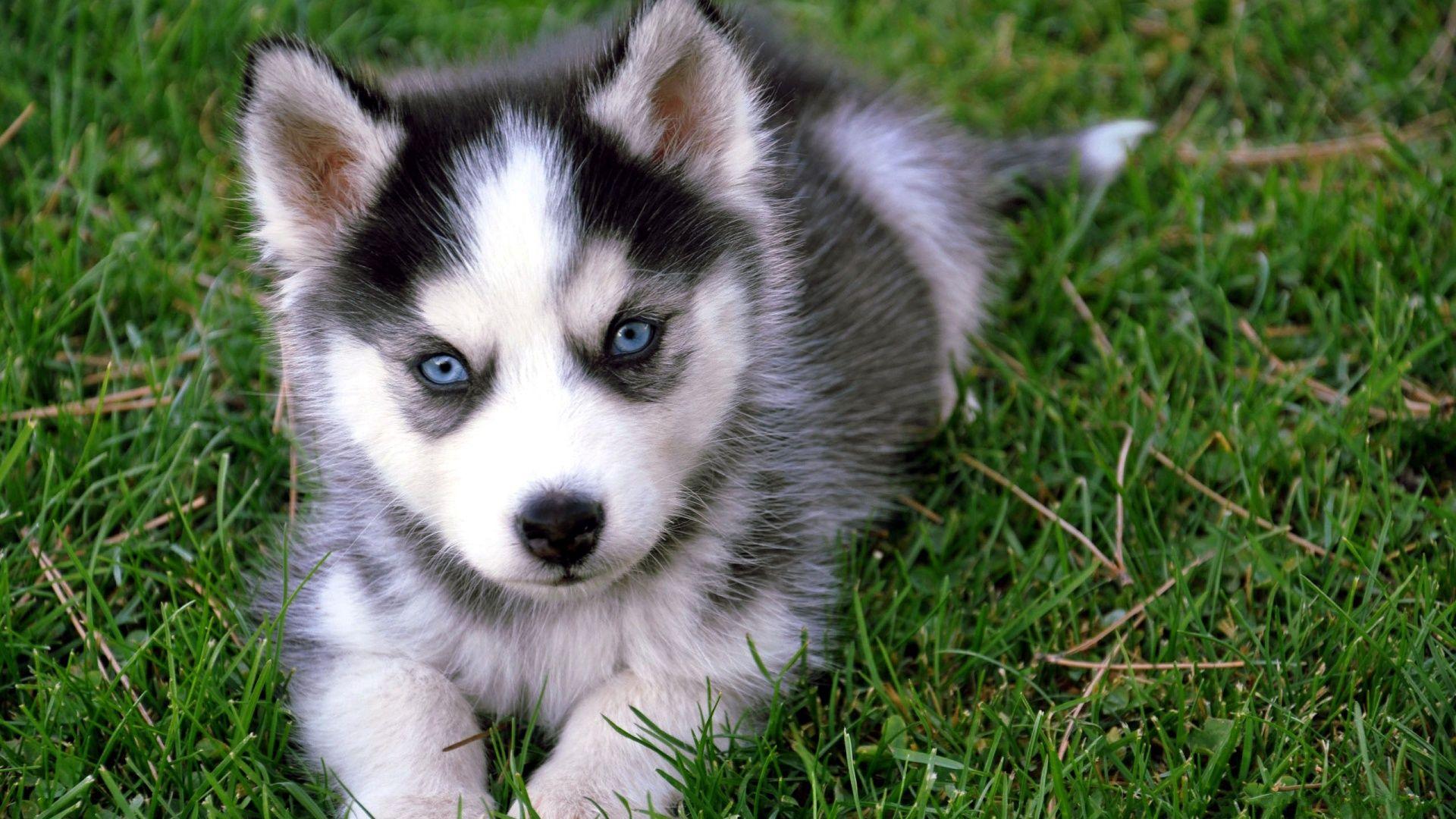 1920x1080 Cute Puppy HD Wallpaper