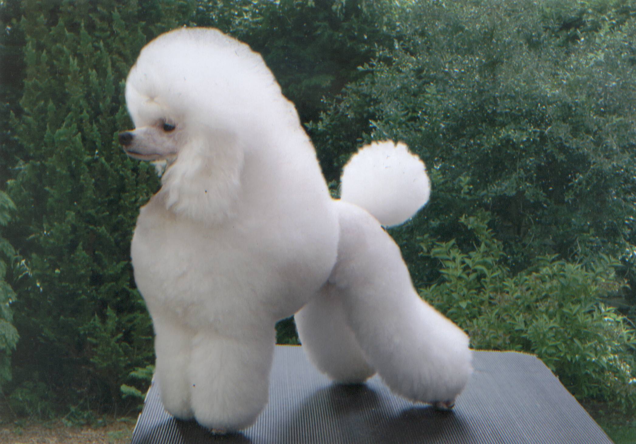 2094x1463 Show News and Blog. Malibu Poodles Puppy