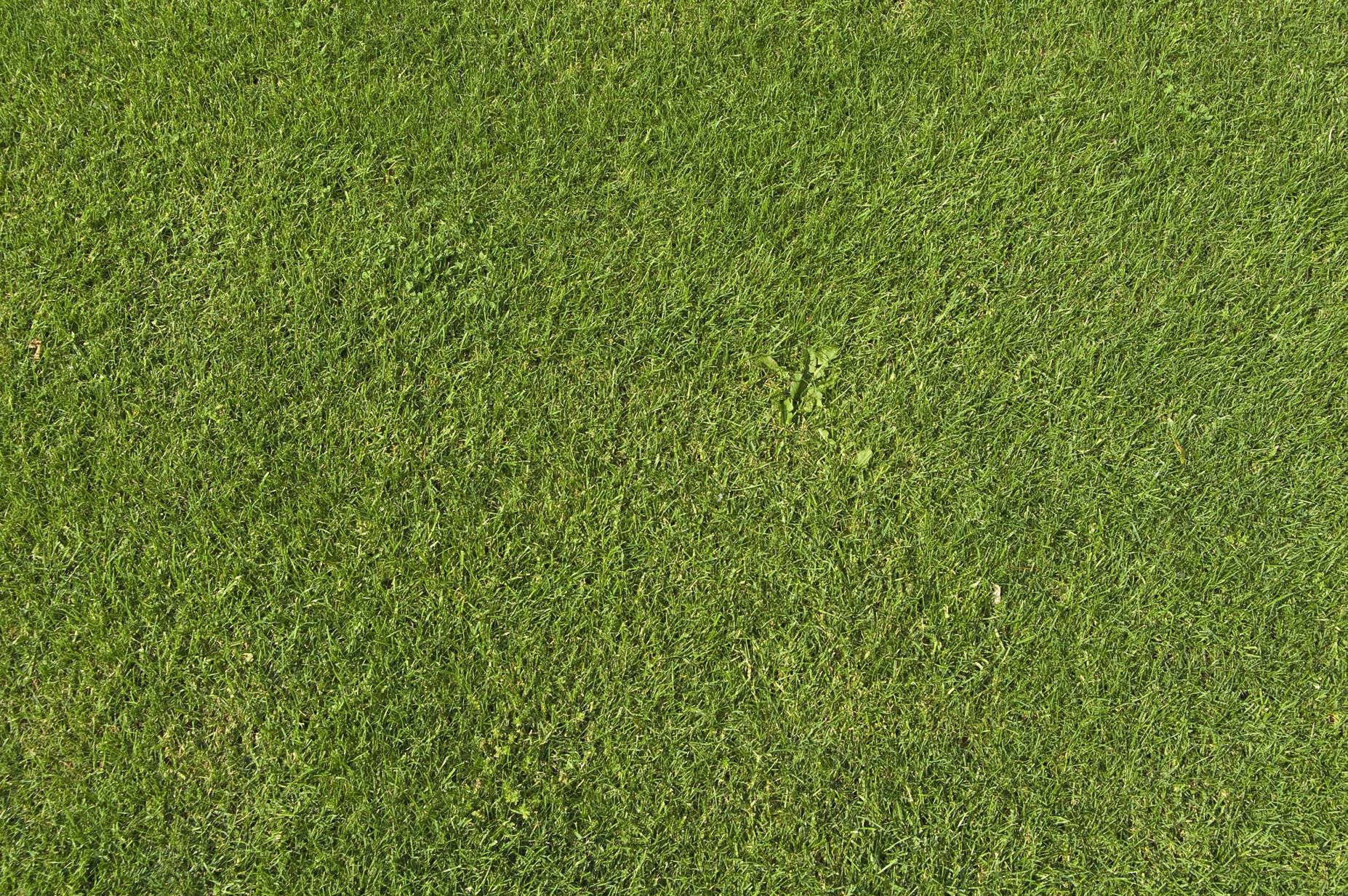 1854x1233 green grass, background, texture, download photo, green grass texture