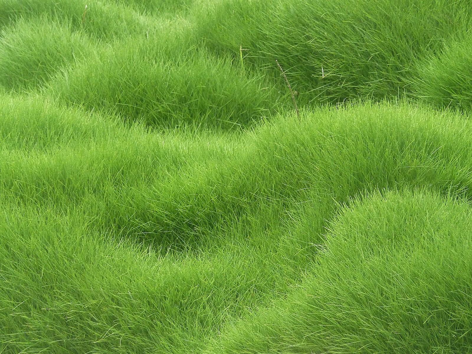 1600x1200 1600x1200 Texture, Grass, Field wallpaper JPG Gallery HD Wallpaper