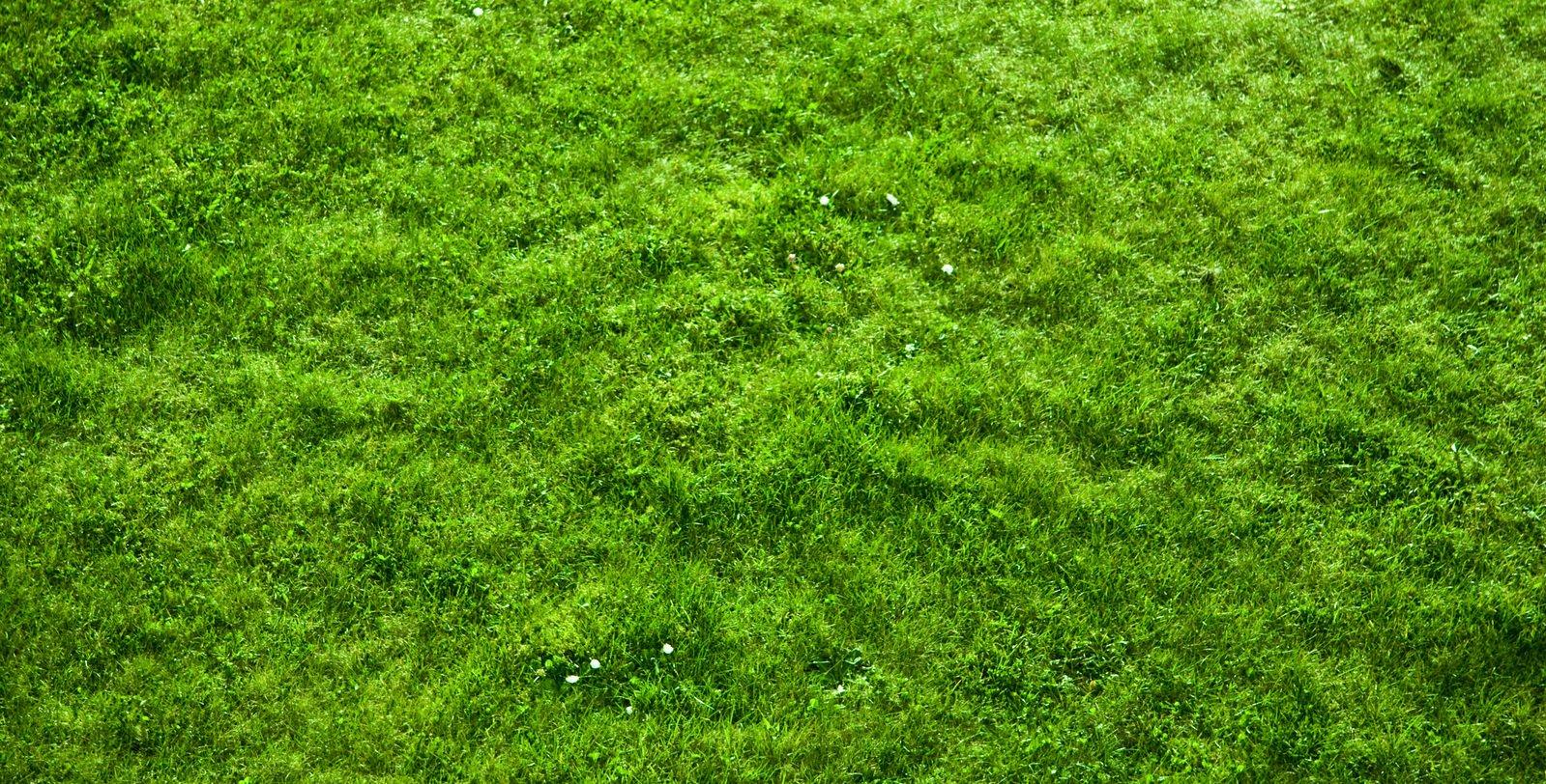 1599x812 grass texture Free Photo Download