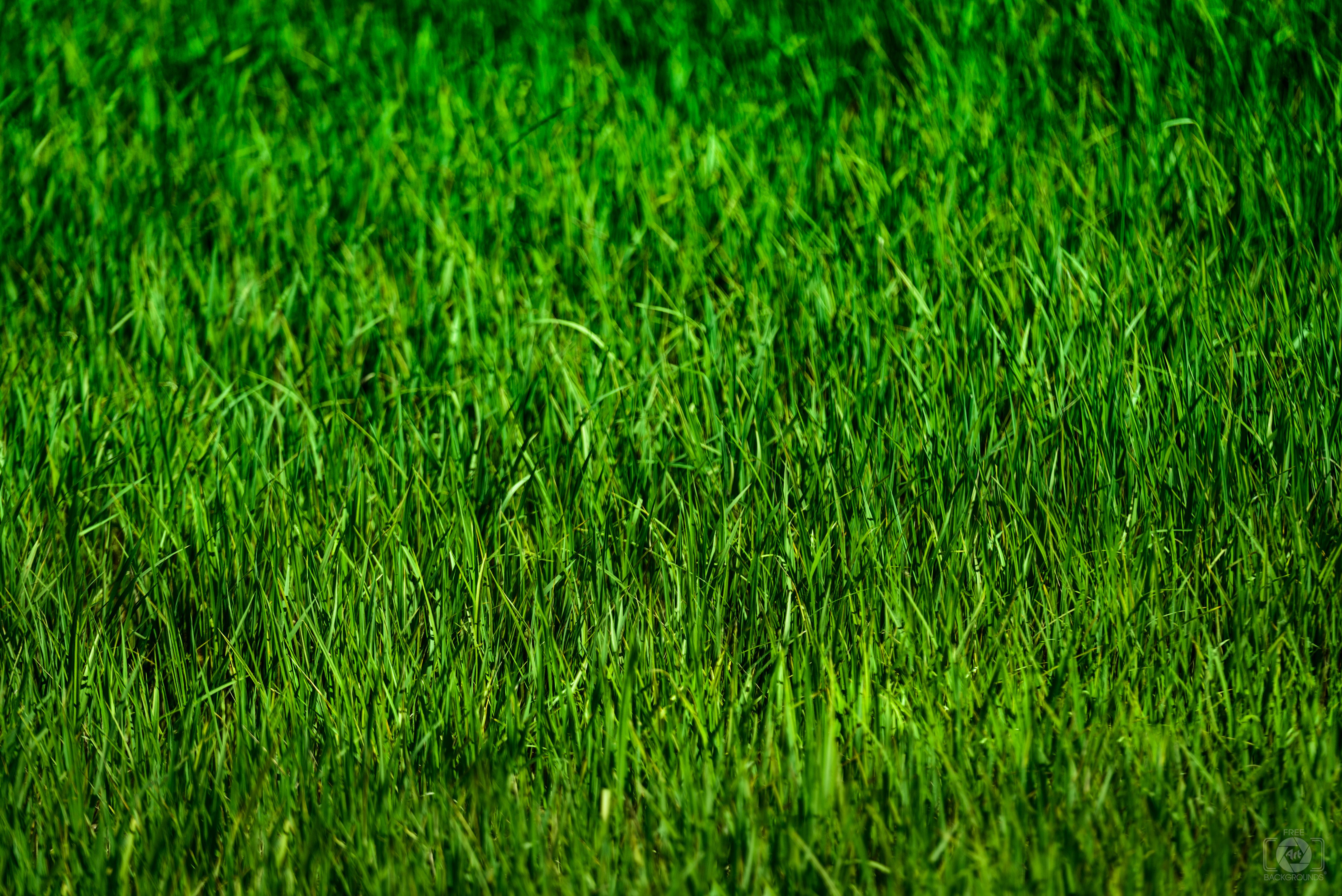 6083x4060 Green Grass Background Texture Quality Free Background