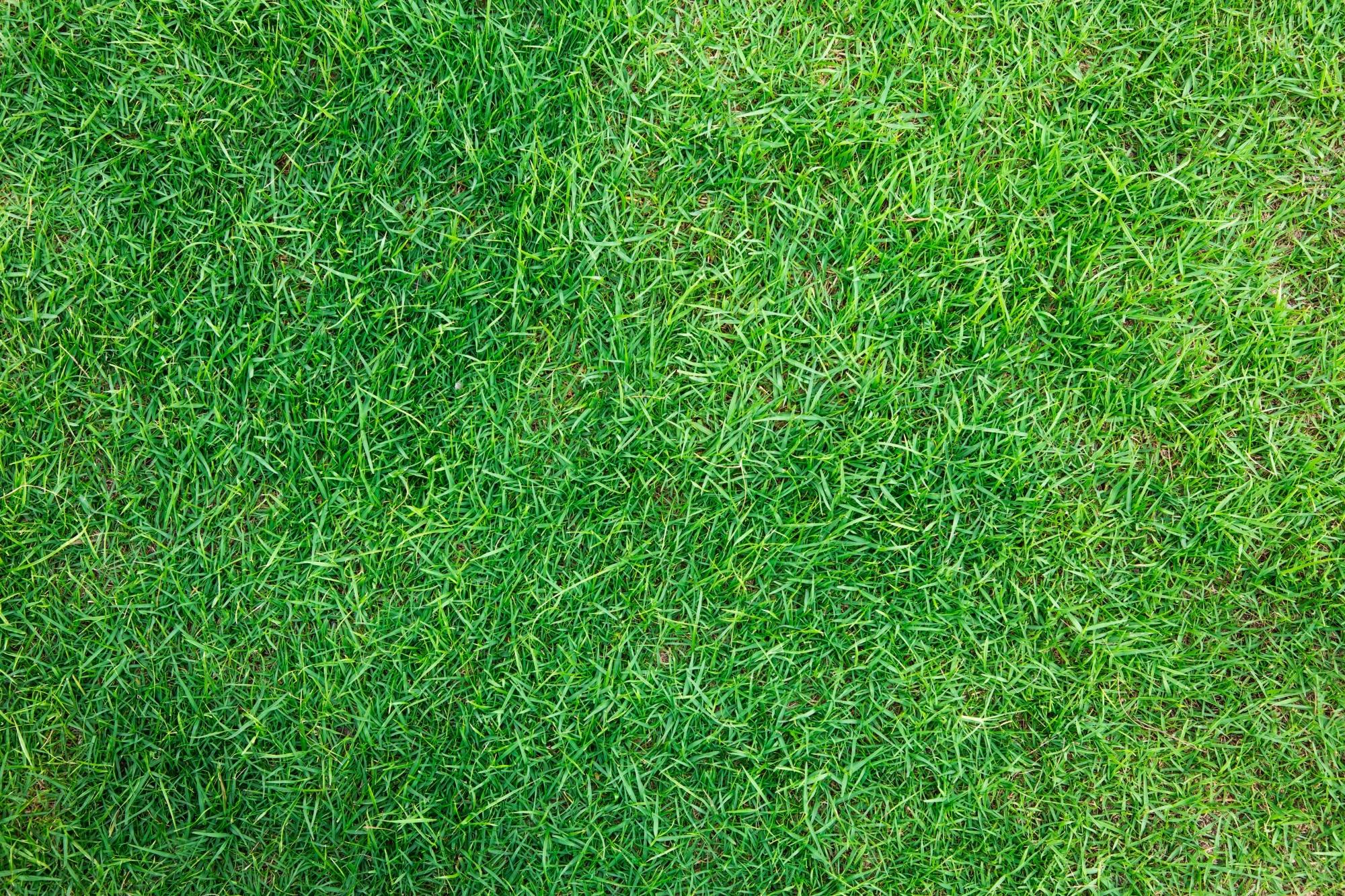 2000x1333 Green Grass Texture Image
