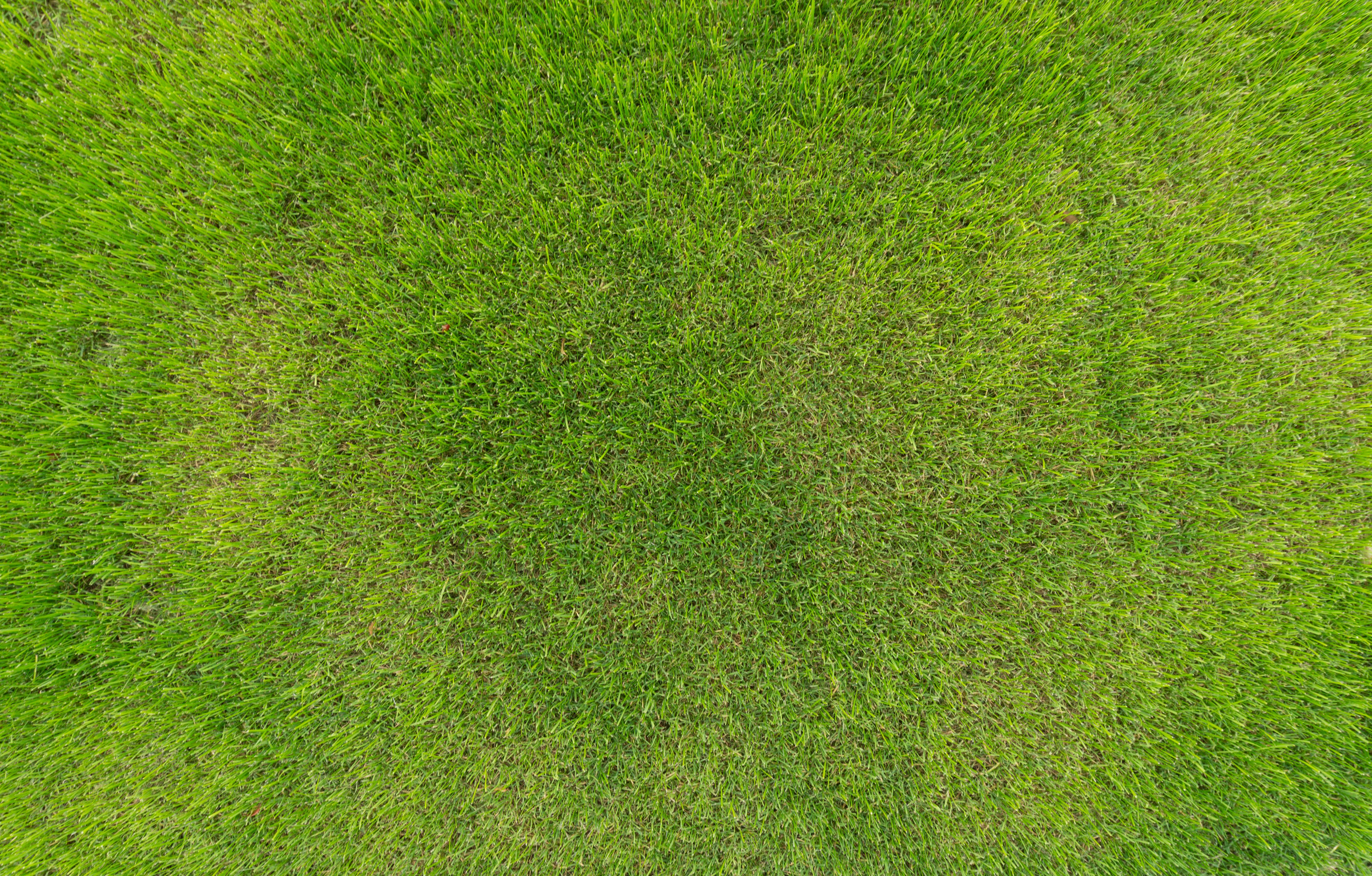 5456x3486 Grass Wallpaper