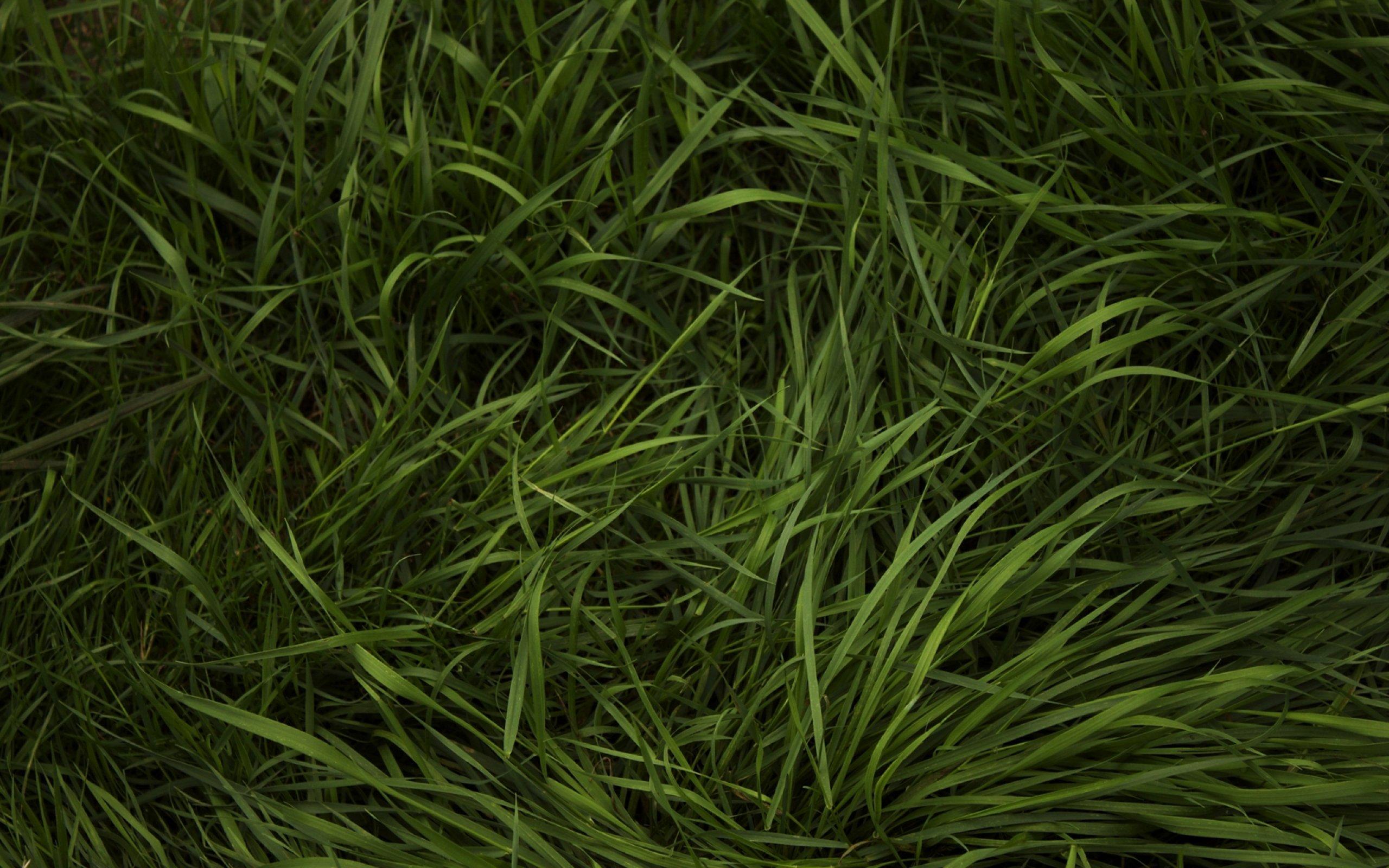 2560x1600 Grass Texture Wallpaper 2k Quad HD