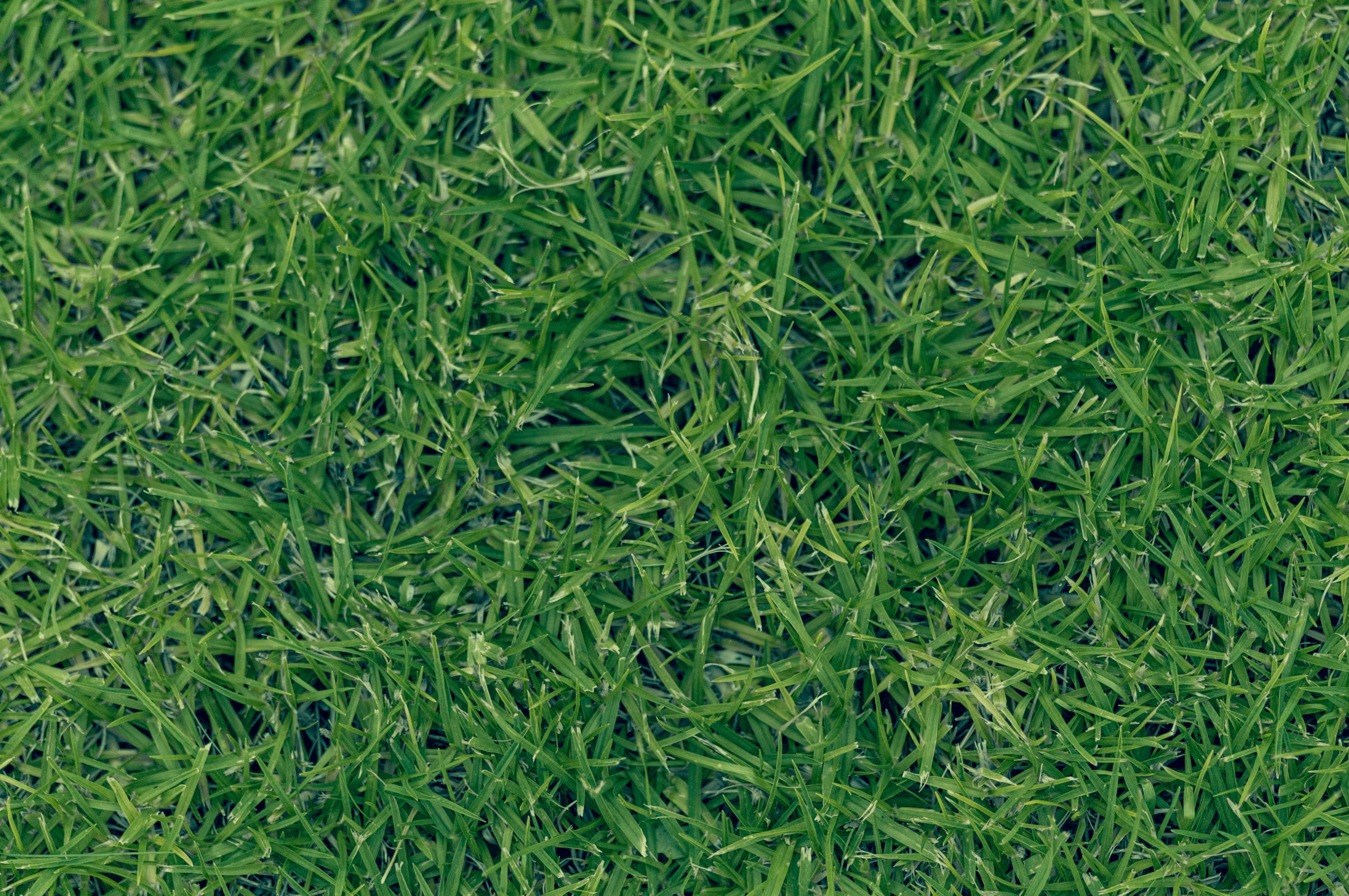 6432x4272 Strong grass texture