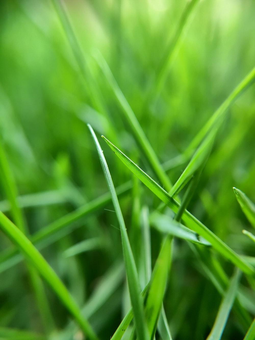 1000x1333 Grass Texture Picture. Download Free Image