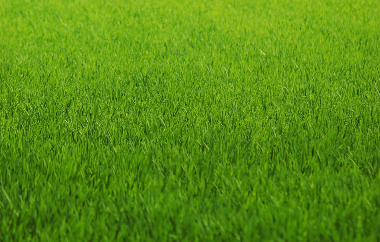 1332x850 Wallpaper greens, grass, lawn, green, color, Texture image for desktop, section текстуры