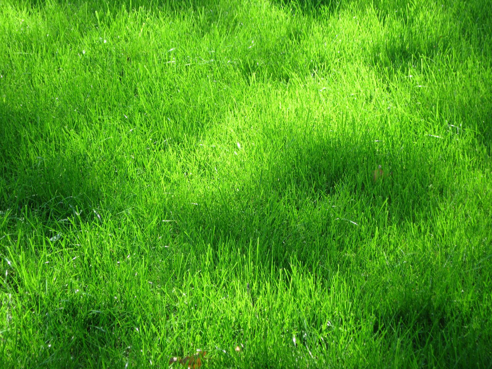 1600x1200 green grass texture, texture download photo, background, green grass