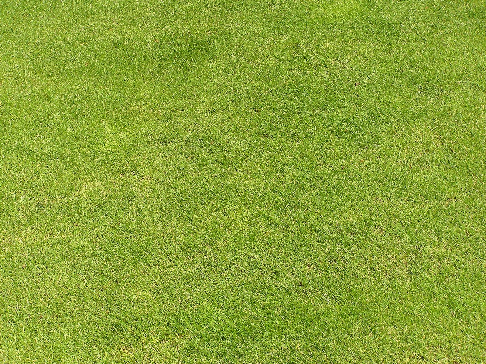 1600x1200 Grass texture Free Photo Download