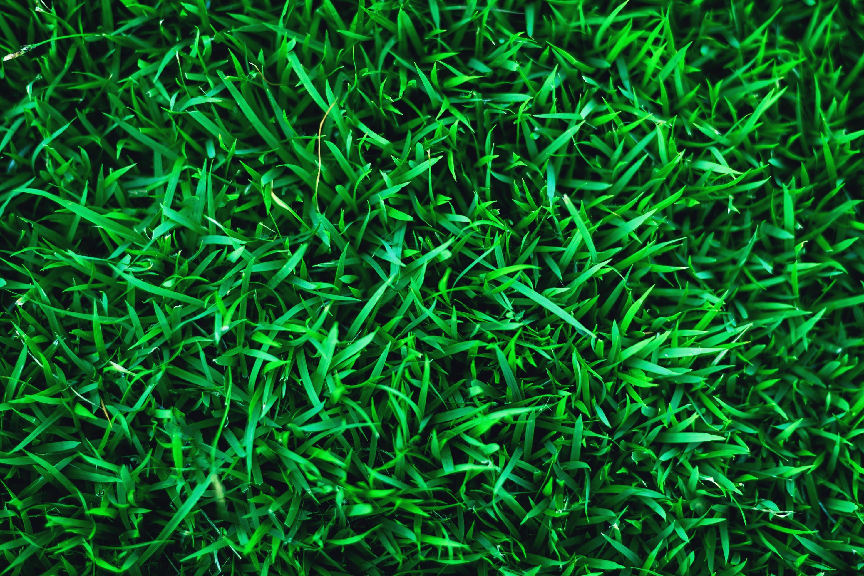 Grass Texture Wallpapers Top Free Grass Texture Backgrounds