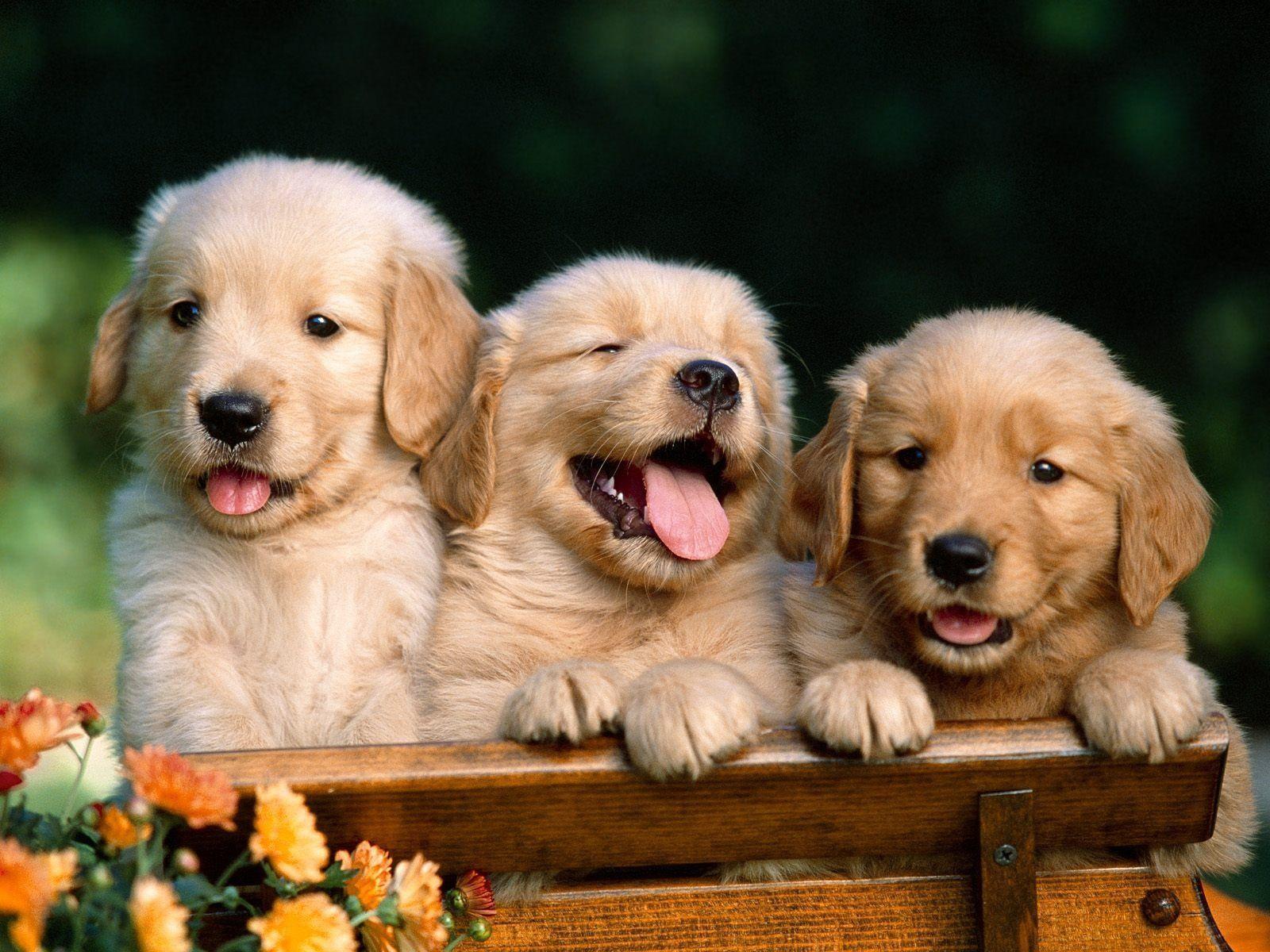 Golden Retriever Puppies Wallpapers - Top Free Golden Retriever ...
