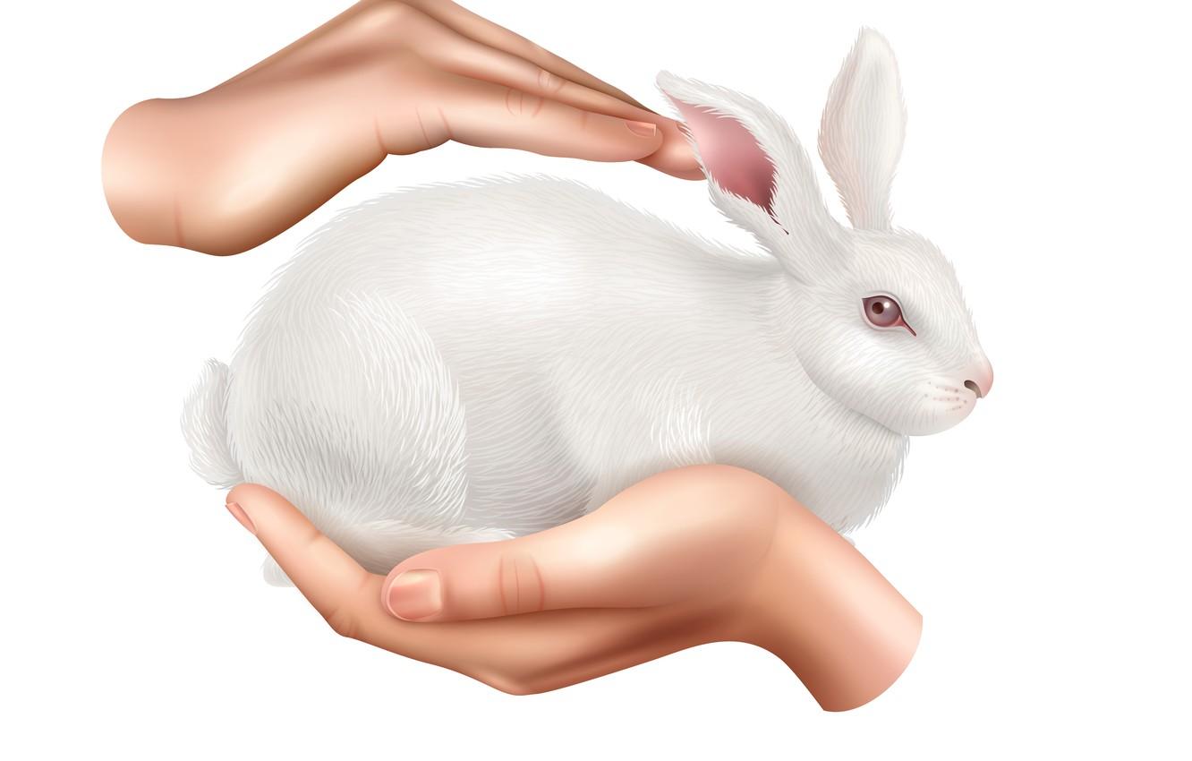 1332x850 Wallpaper graphics, hare, protection, hands, rabbit, Christmas, Easter, white background, New year, Bunny, the year of the rabbit image for desktop, section праздники