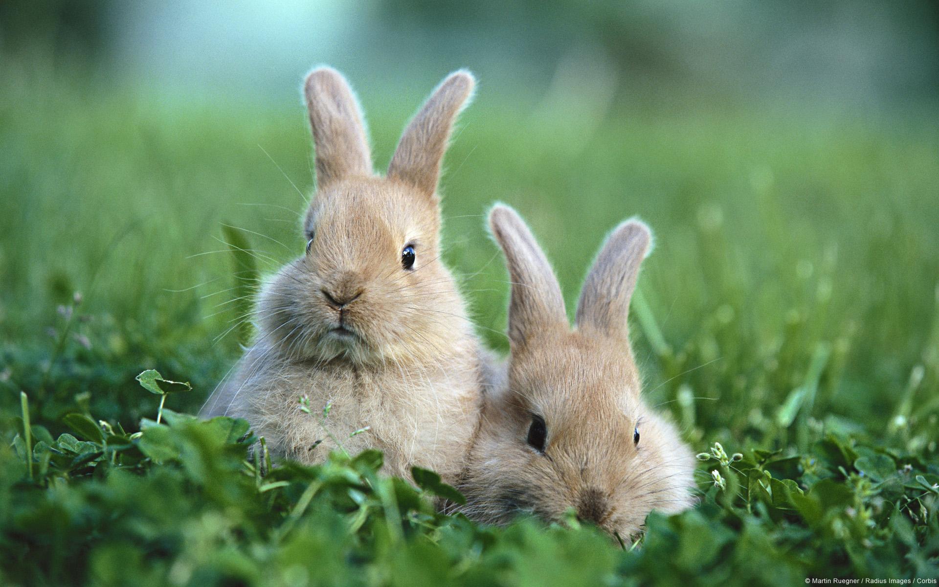 1920x1200 Baby Rabbit Wallpaper