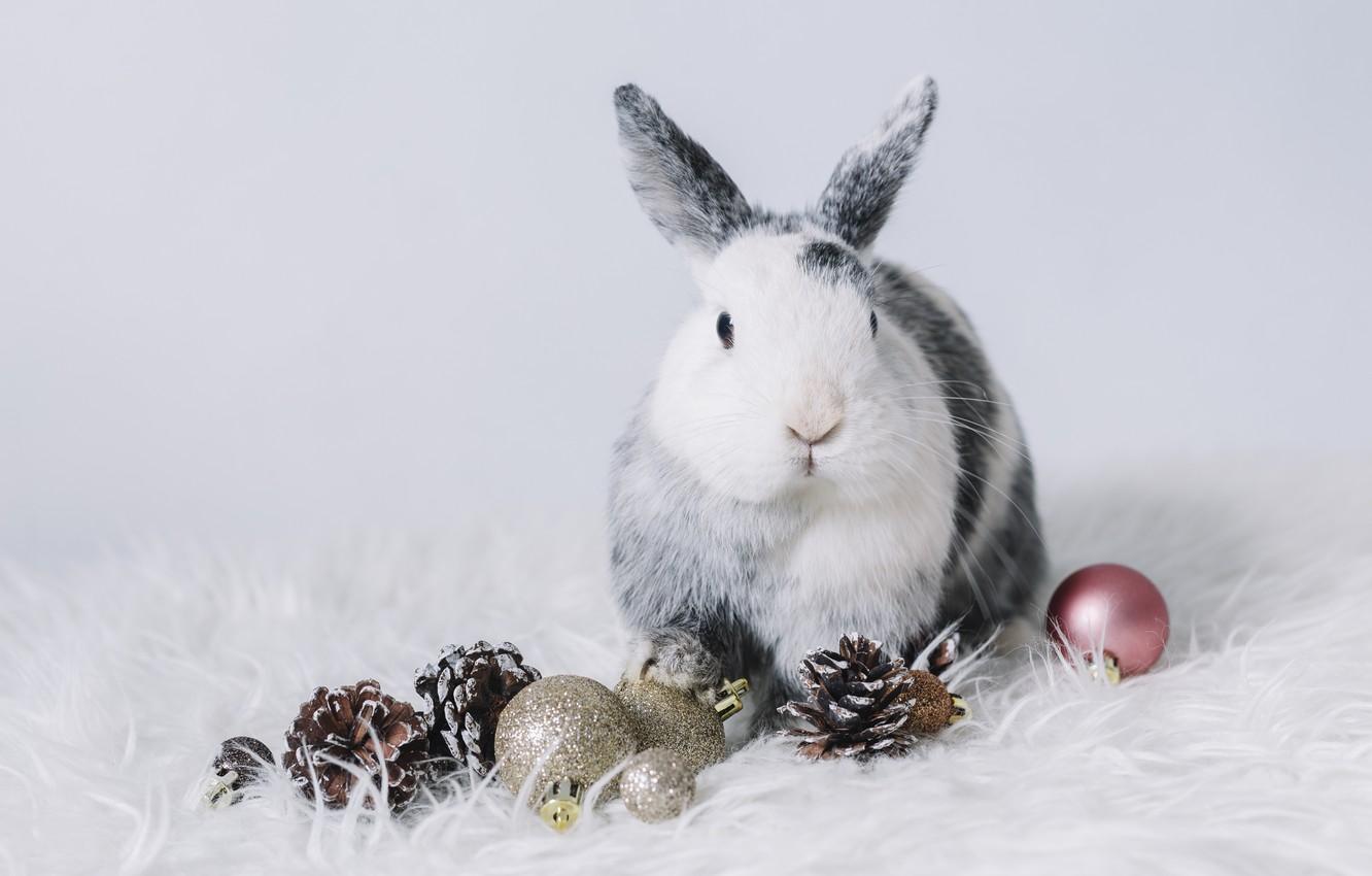 1332x850 Wallpaper hare, rabbit, Christmas, New year, Christmas decorations, the year of the rabbit image for desktop, section новый год