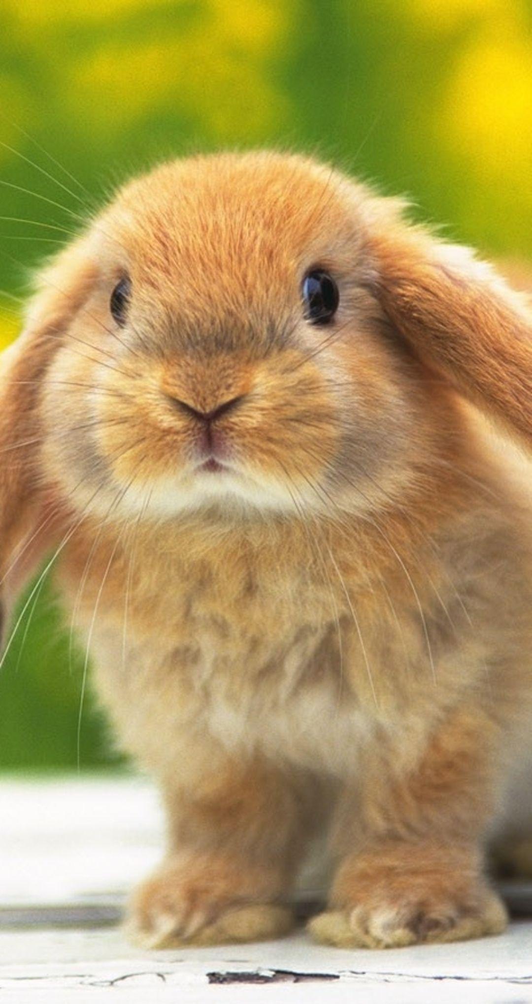 Rabbit Phone Wallpapers - Top Free Rabbit Phone Backgrounds ...