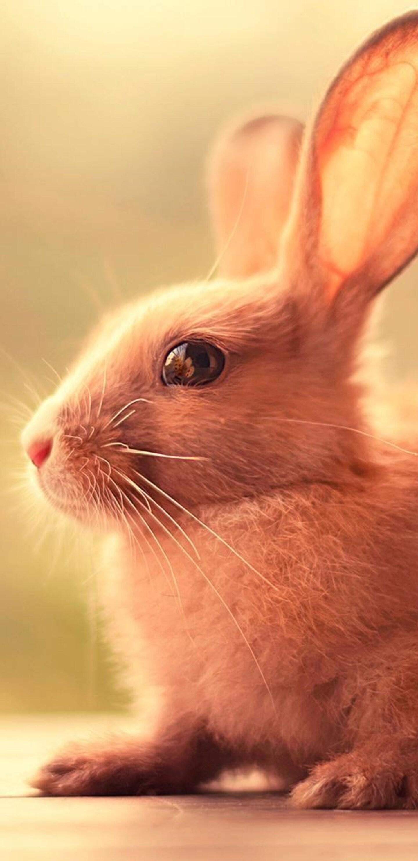 Rabbit Phone Wallpapers Top Free Rabbit Phone Backgrounds