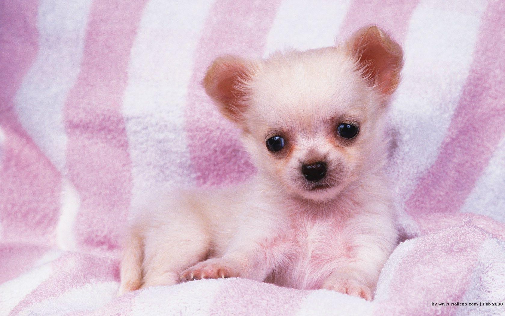 1680x1050 Girly Puppy Wallpaper