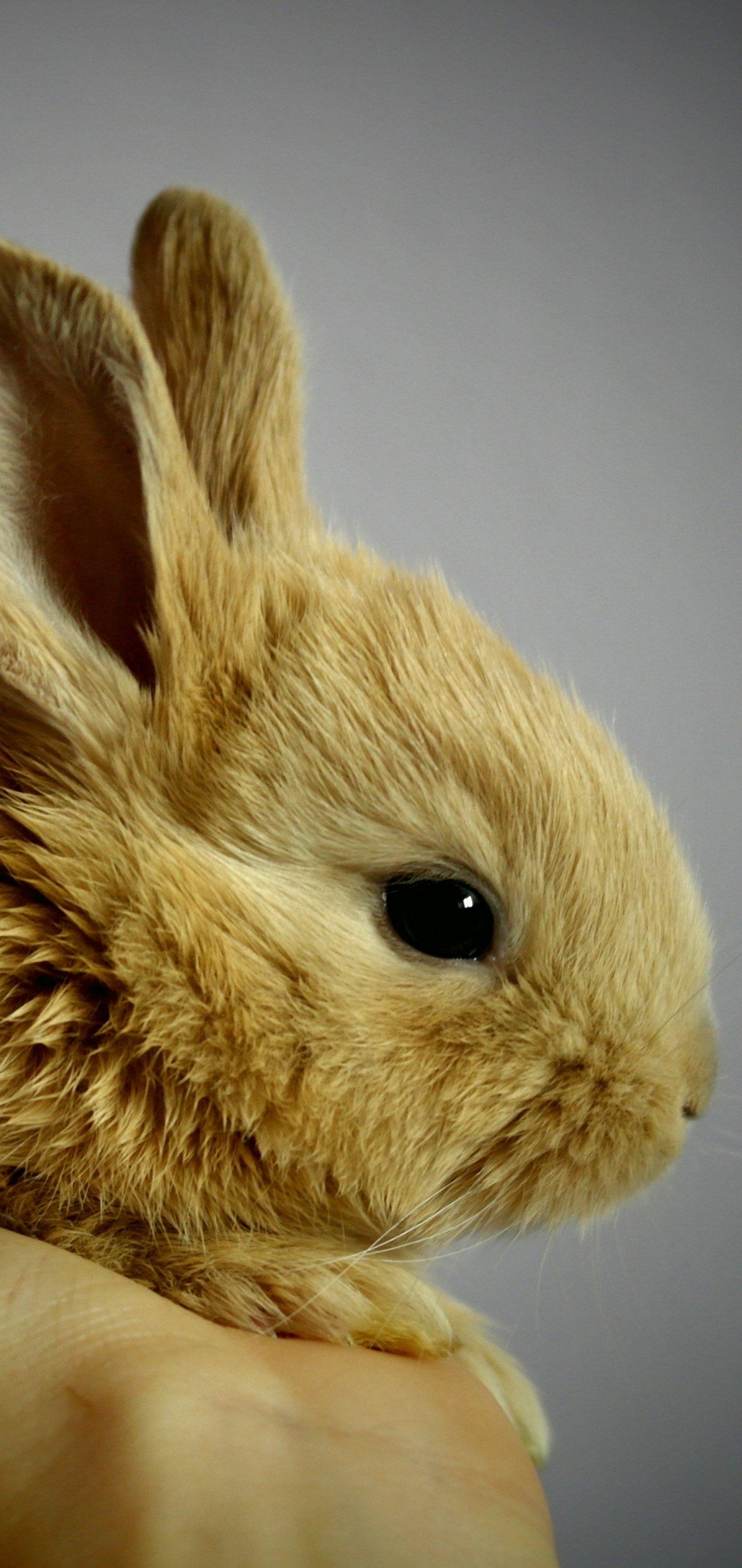 1440x3040 Animal Rabbit