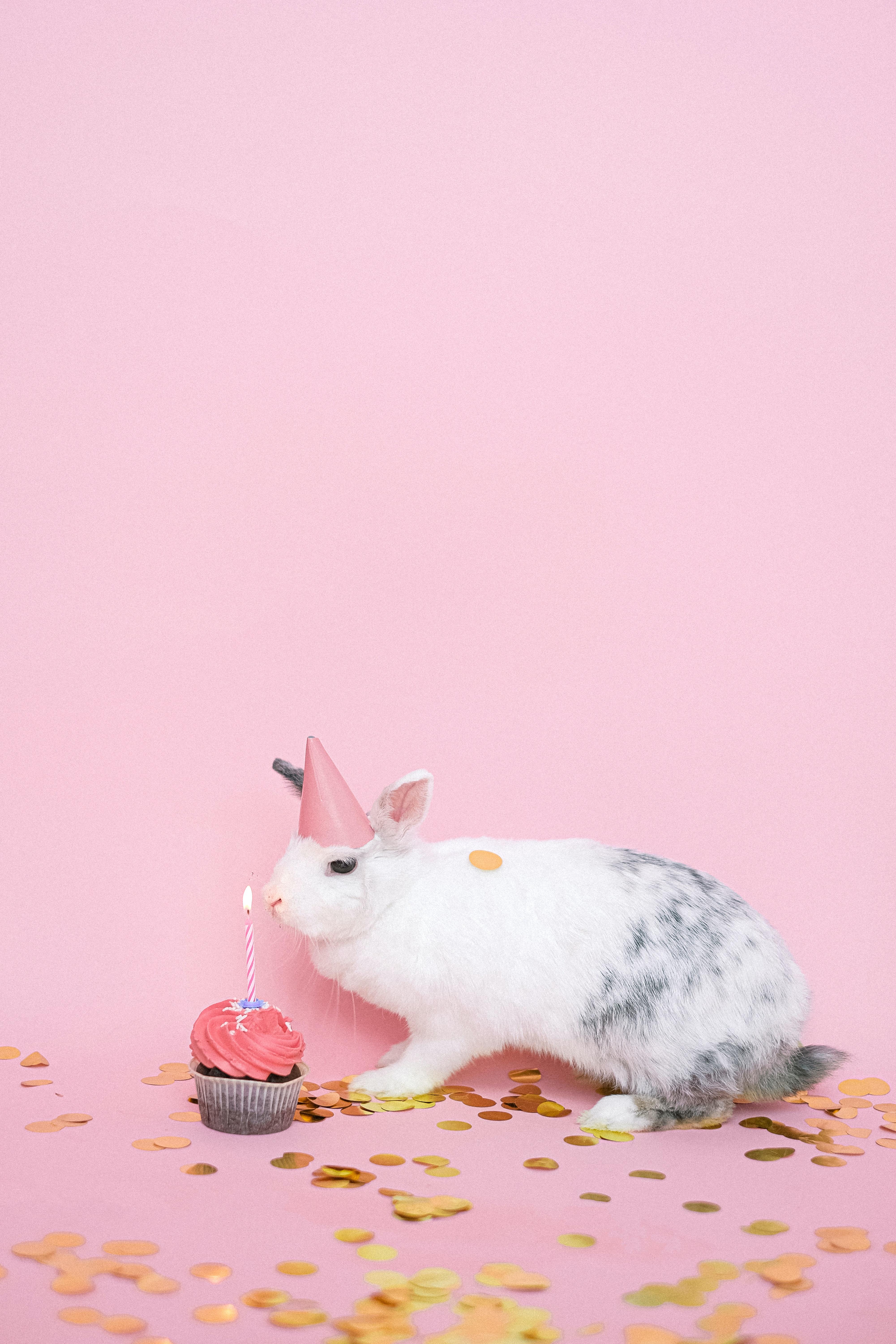 4002x6003 White and Gray Rabbit on Yellow Background · Free