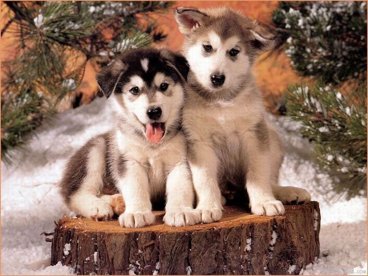 1280x960 Puppy Wallpaper Doggy Wallpaper, Picture