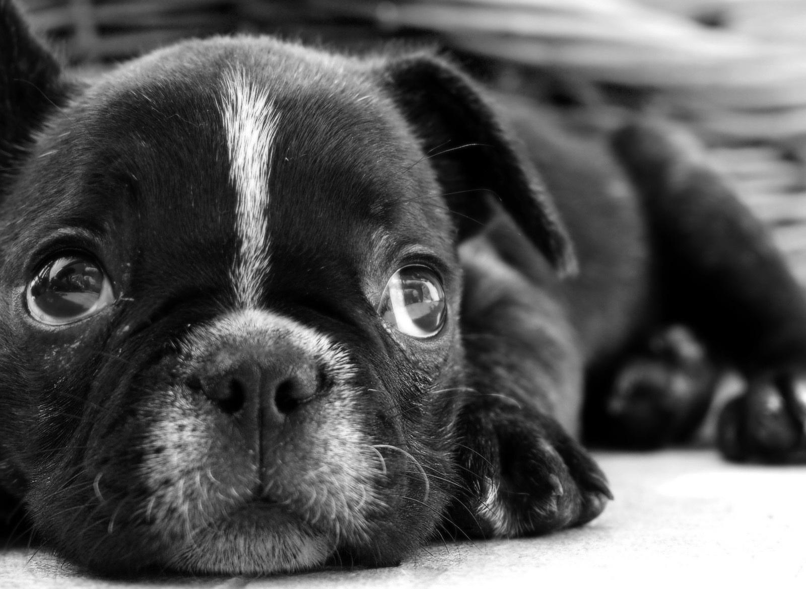1600x1170 Summer Puppy Wallpaper Deskx1000 (310.18 KB)