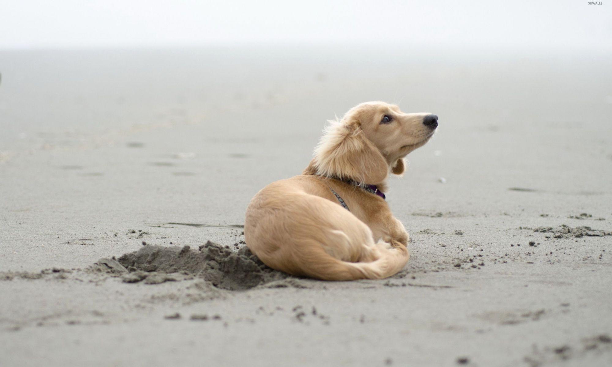 2000x1200 Wallpaper Puppy Elegant Inspirational iPhone Wallpaper Girly