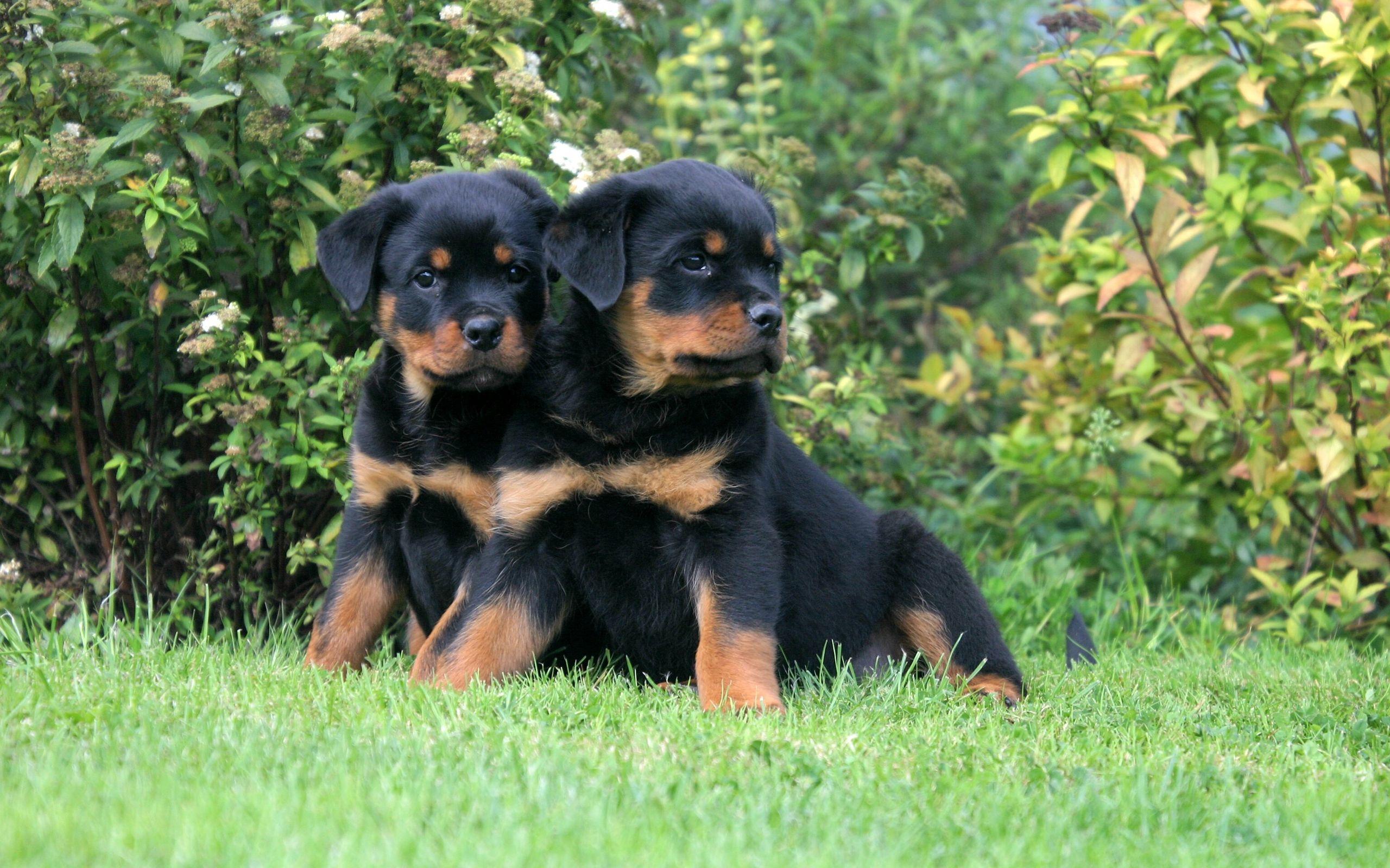 2560x1600 Rotweiler Wallpaper