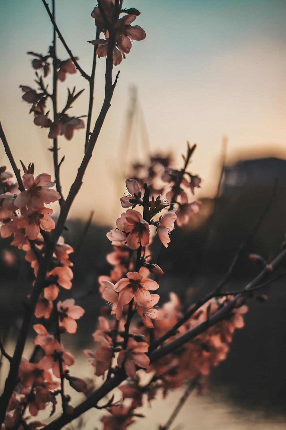 1000x1500 Flowers Aesthetic Picture. Download Free Image