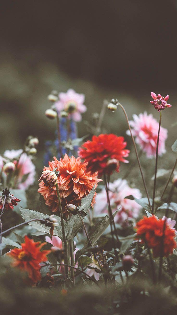 736x1308 Virágok. iPhone wallpaper preppy, Preppy wallpaper, Beautiful wallpaper