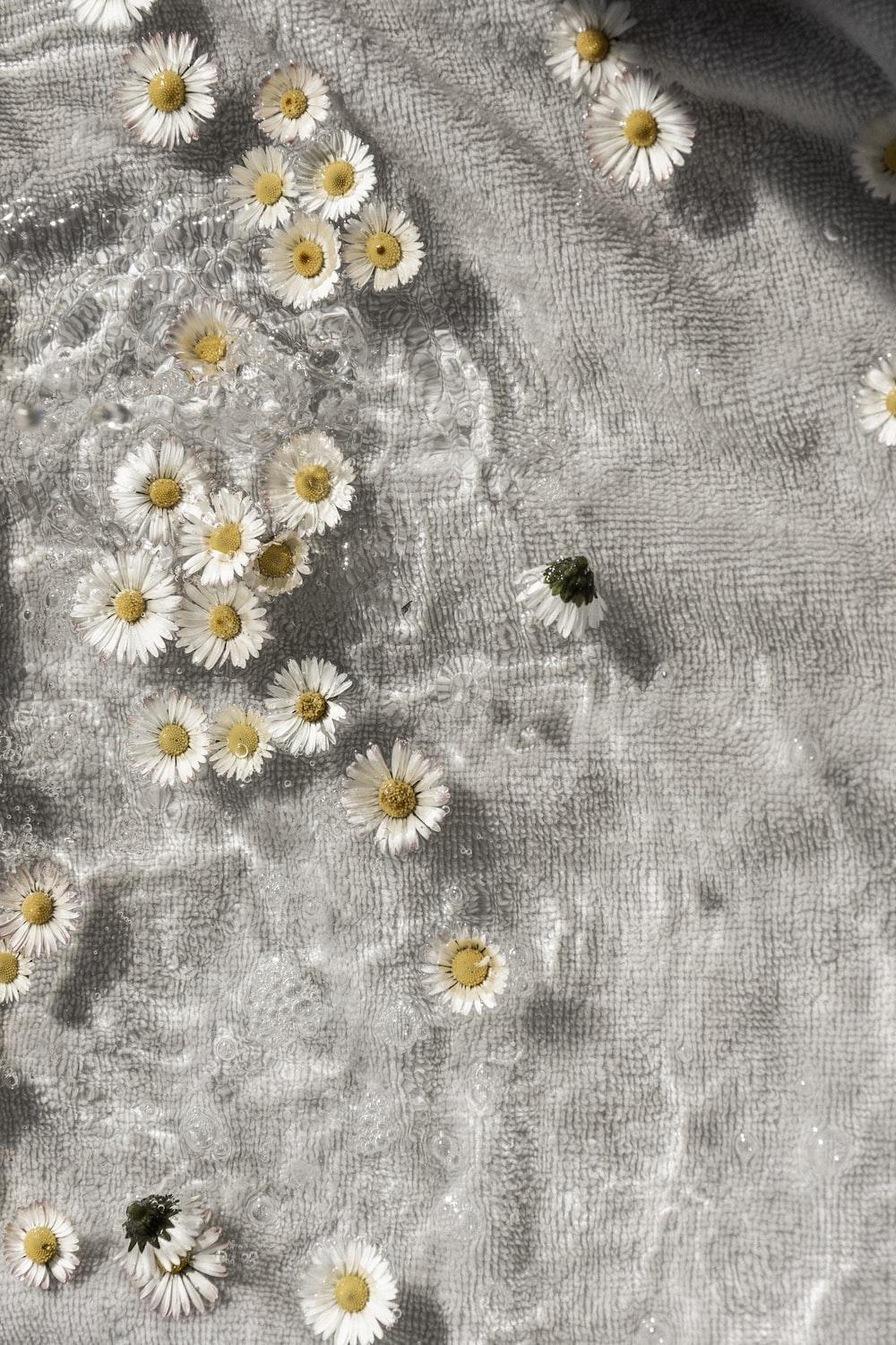 1000x1500 Flowers Aesthetic Picture. Download Free Image