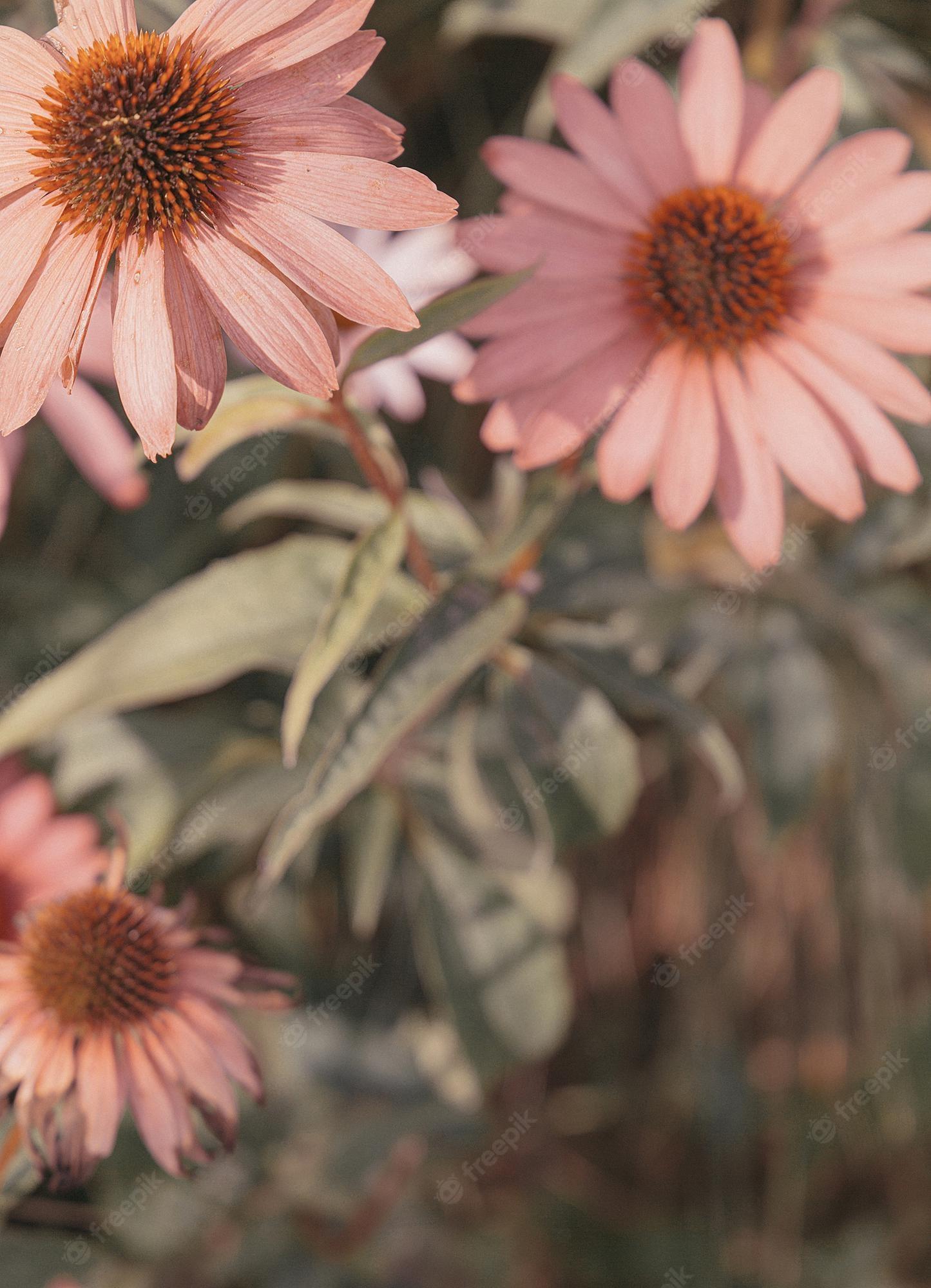 1445x2000 Premium Photo. Eco, nature, plant lover background. pink flower aesthetic wallpaper. summer time concept