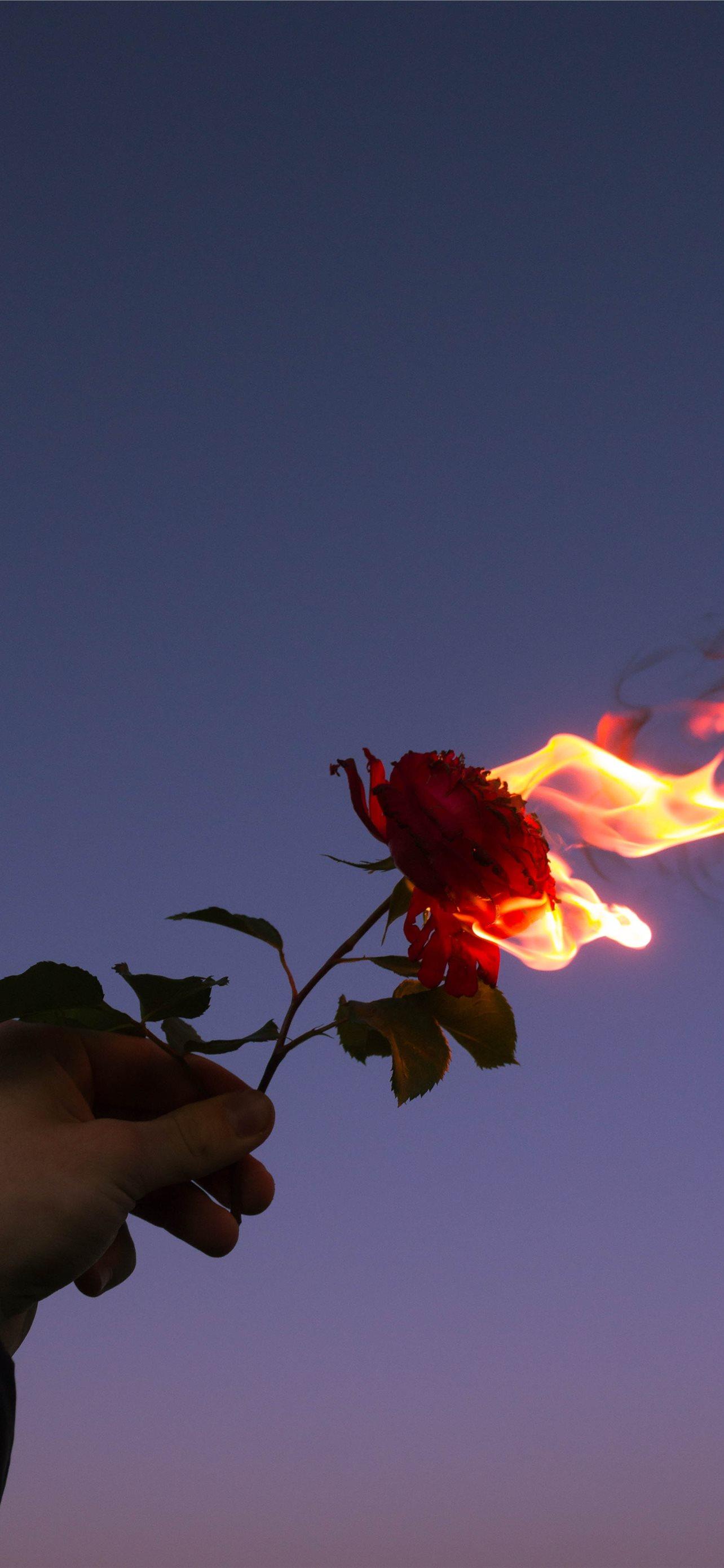 1284x2778 person holding red flower during sunset iPhone Wallpaper Free Download