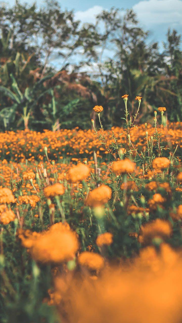 736x1308 Celebrating Summer with 21 Wildflower iPhone Wallpaper. Preppy Wallpaper. Wildflowers photography, Preppy wallpaper, Wild flowers