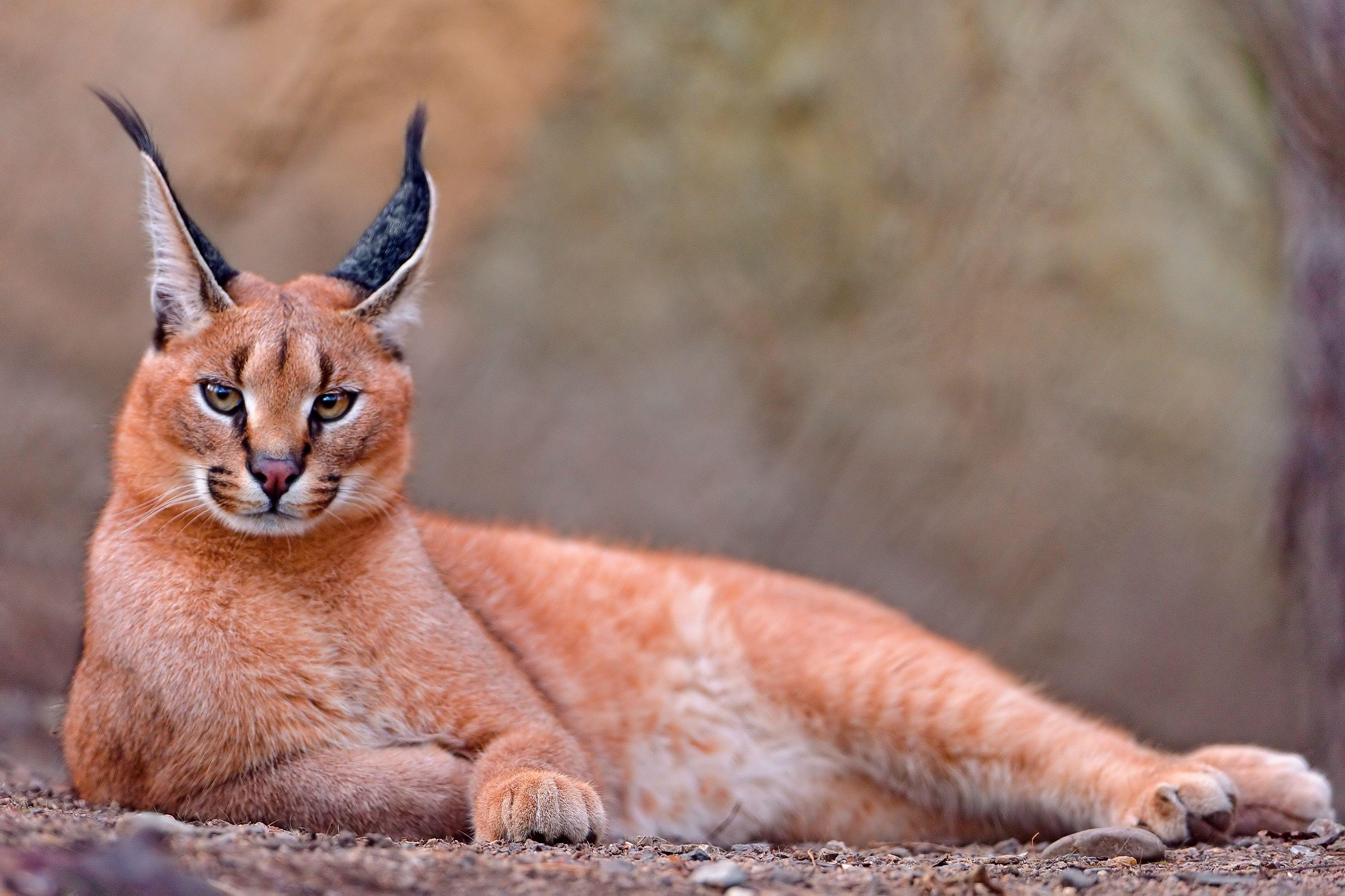 3613x2408 Caracal HD Wallpaper and Background