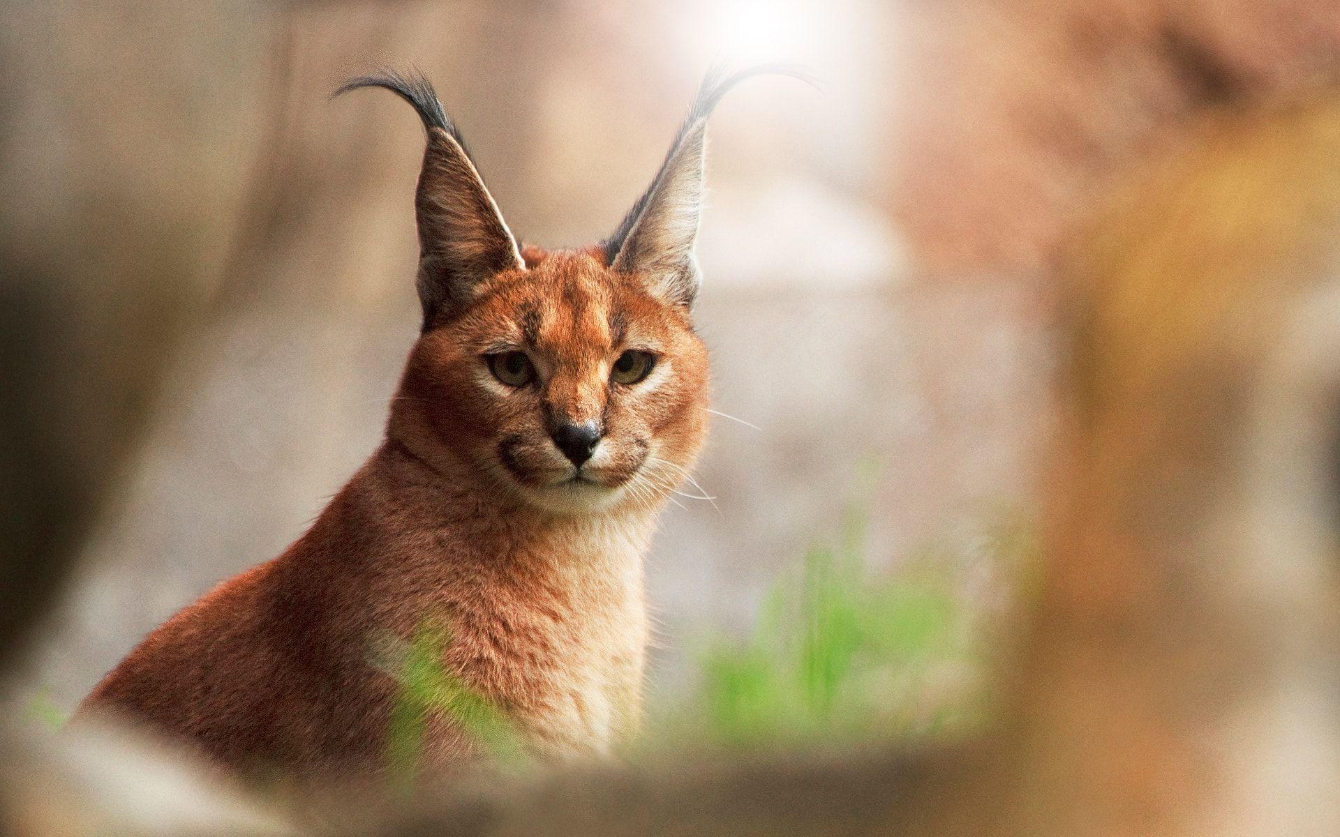 1920x1200 Caracal Wallpaper