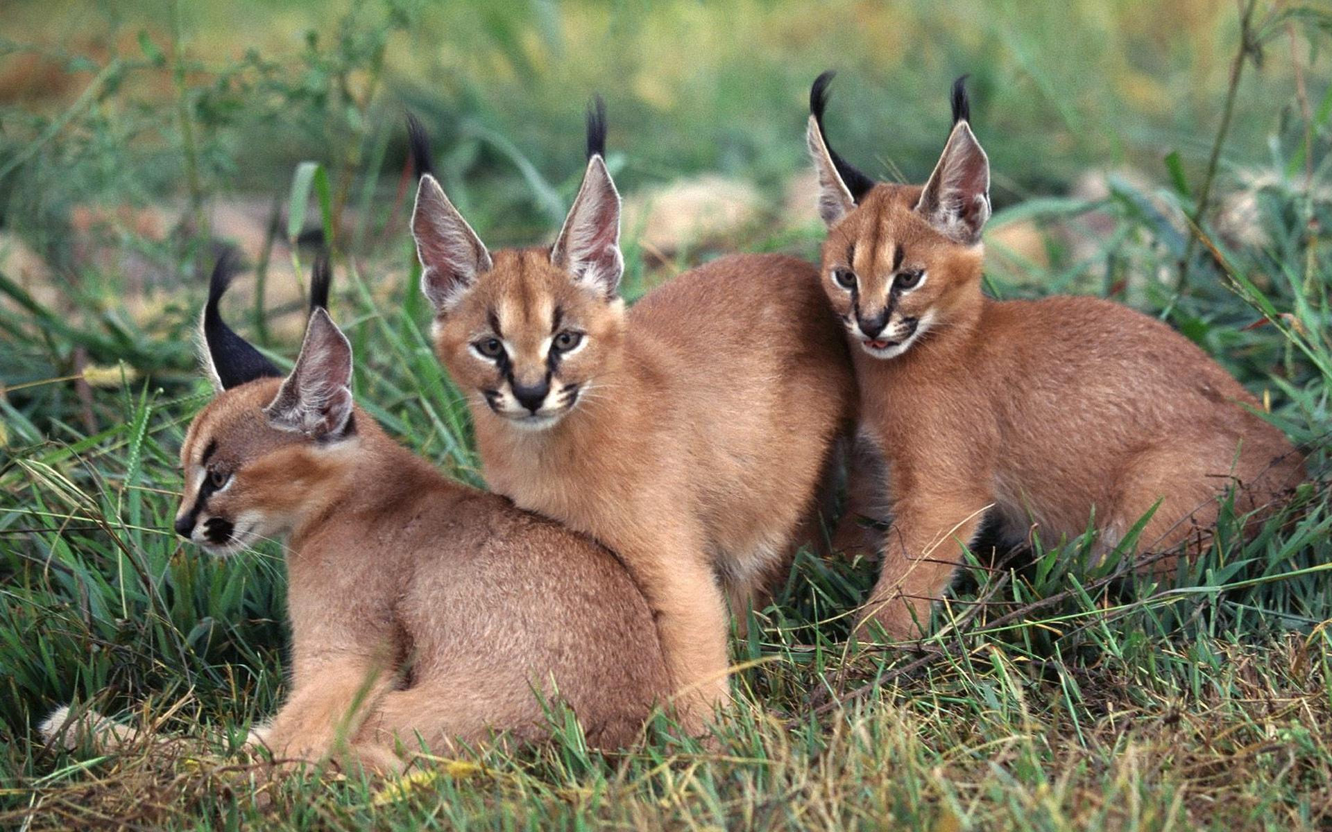 1920x1200 Caracal HD Wallpaper and Background