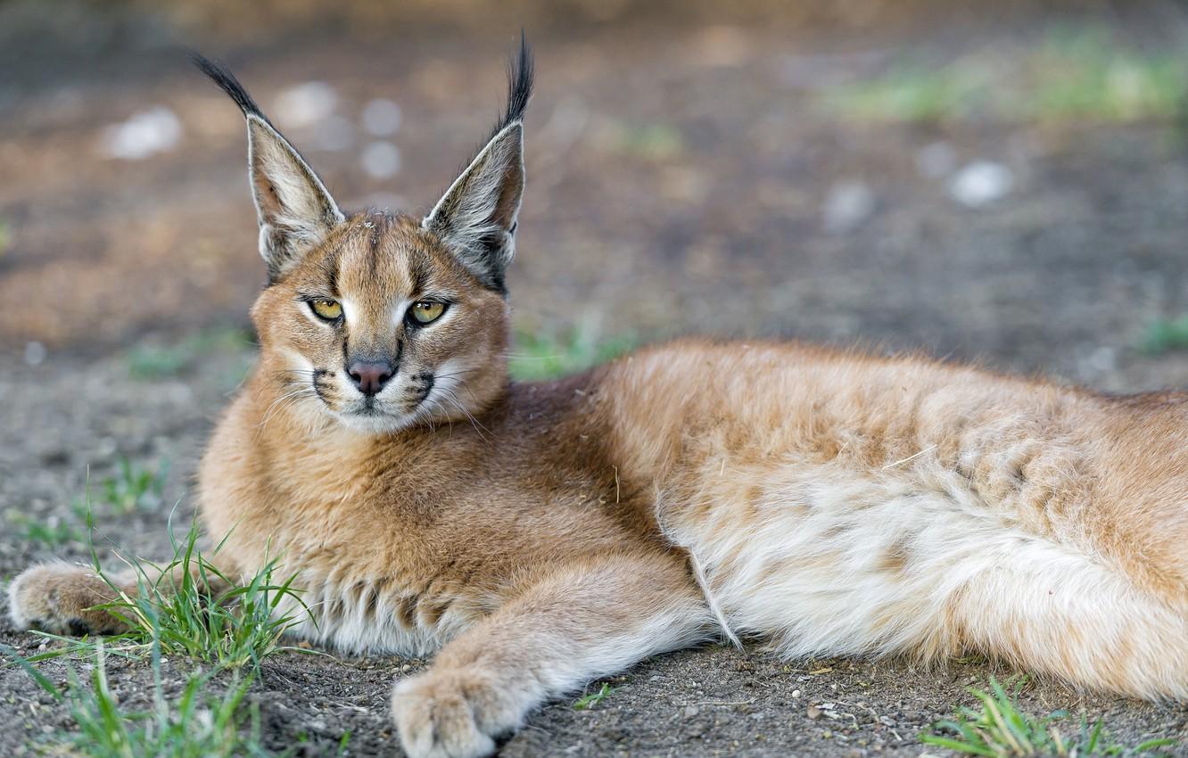 1332x850 Wallpaper face, predator, Caracal, steppe lynx, Caracal image for desktop, section кошки
