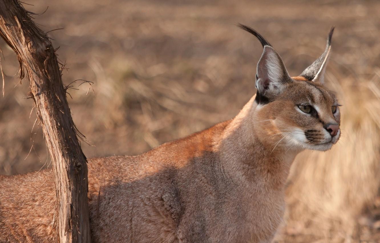 1332x850 Wallpaper cat, look, face, branch, ears, looks, wild, brush, Caracal image for desktop, section кошки