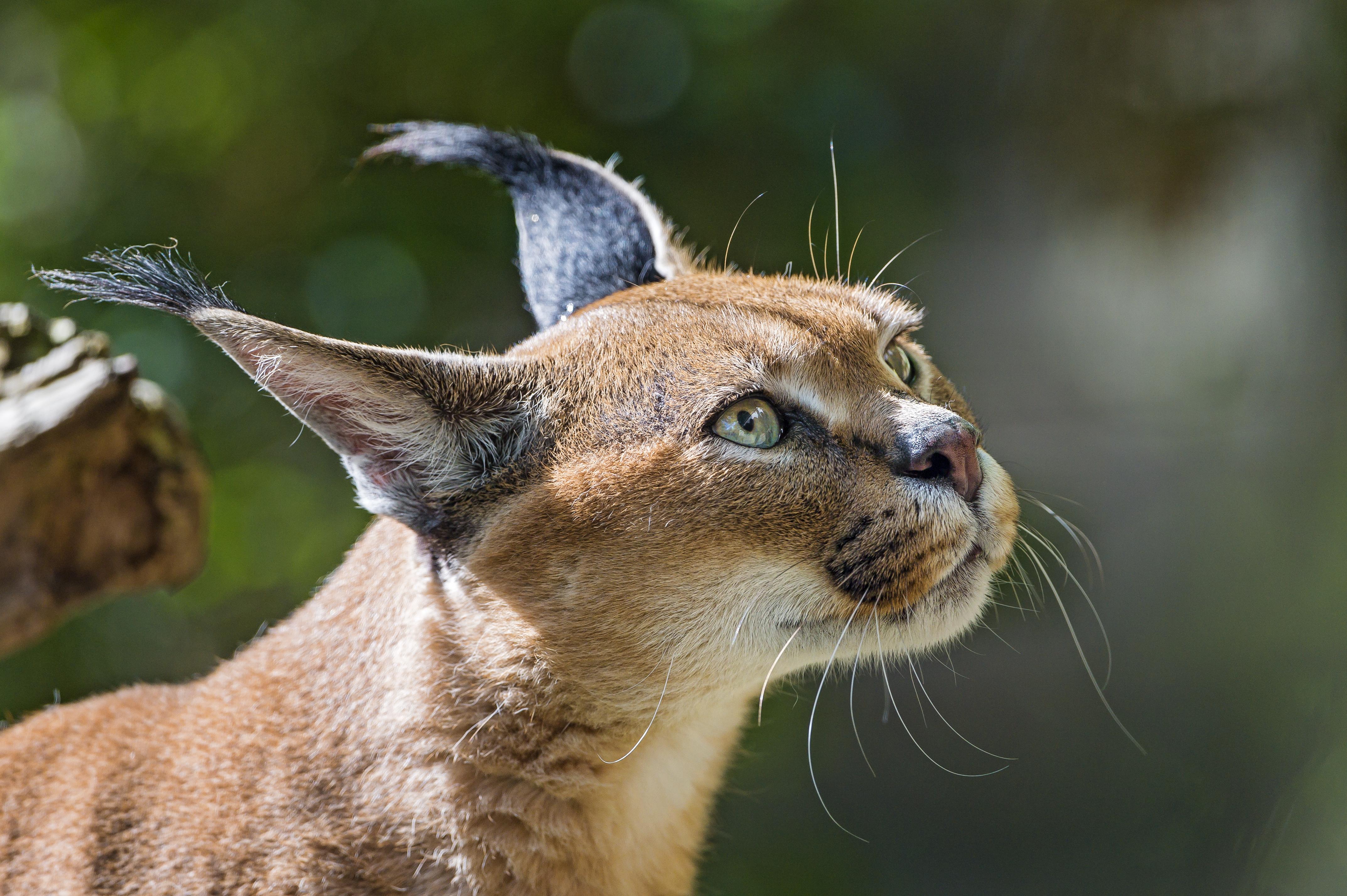4292x2857 Caracal HD Wallpaper and Background