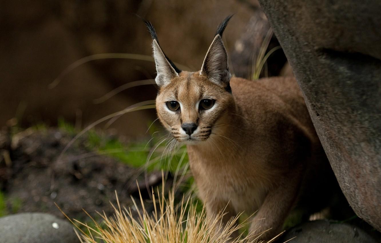 1332x850 Wallpaper nature, blurred background, Caracal image for desktop, section кошки