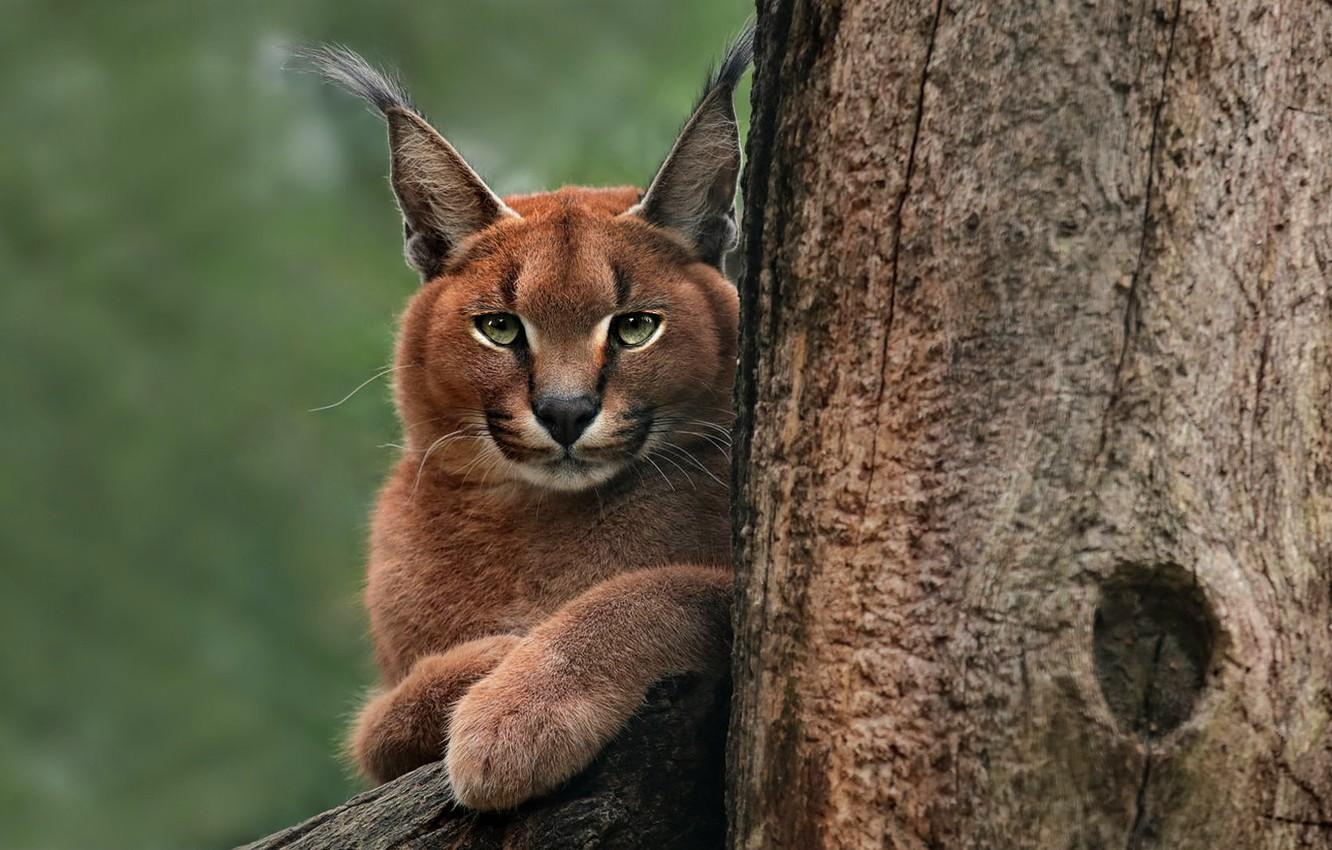1332x850 Wallpaper look, face, tree, portrait, lynx, Caracal image for desktop, section кошки
