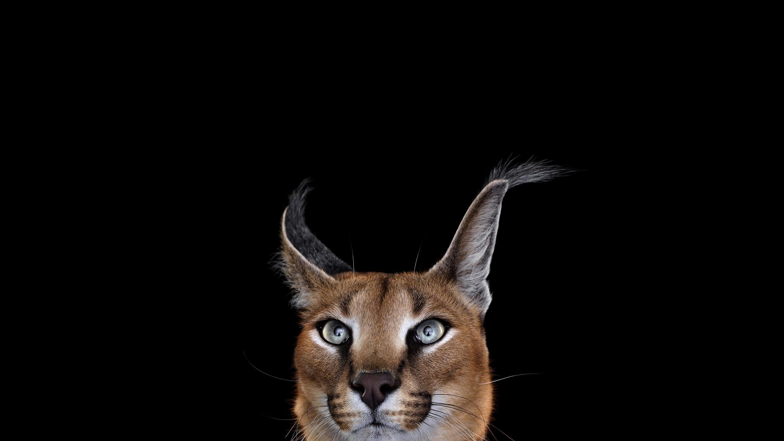 2560x1440 photography mammals cat simple background caracal Gallery HD Wallpaper